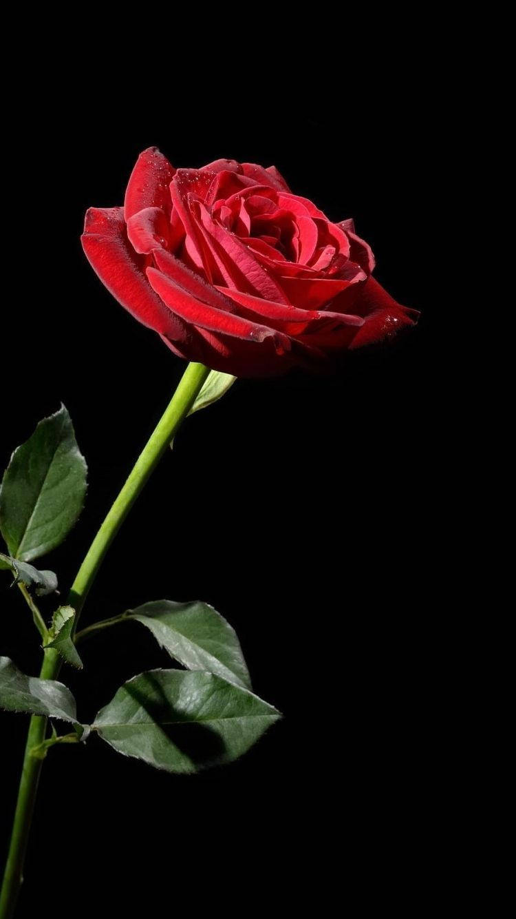 One Red Rose iPhone, vibrant red rose, dew drops, HD Phone Wallpaper
