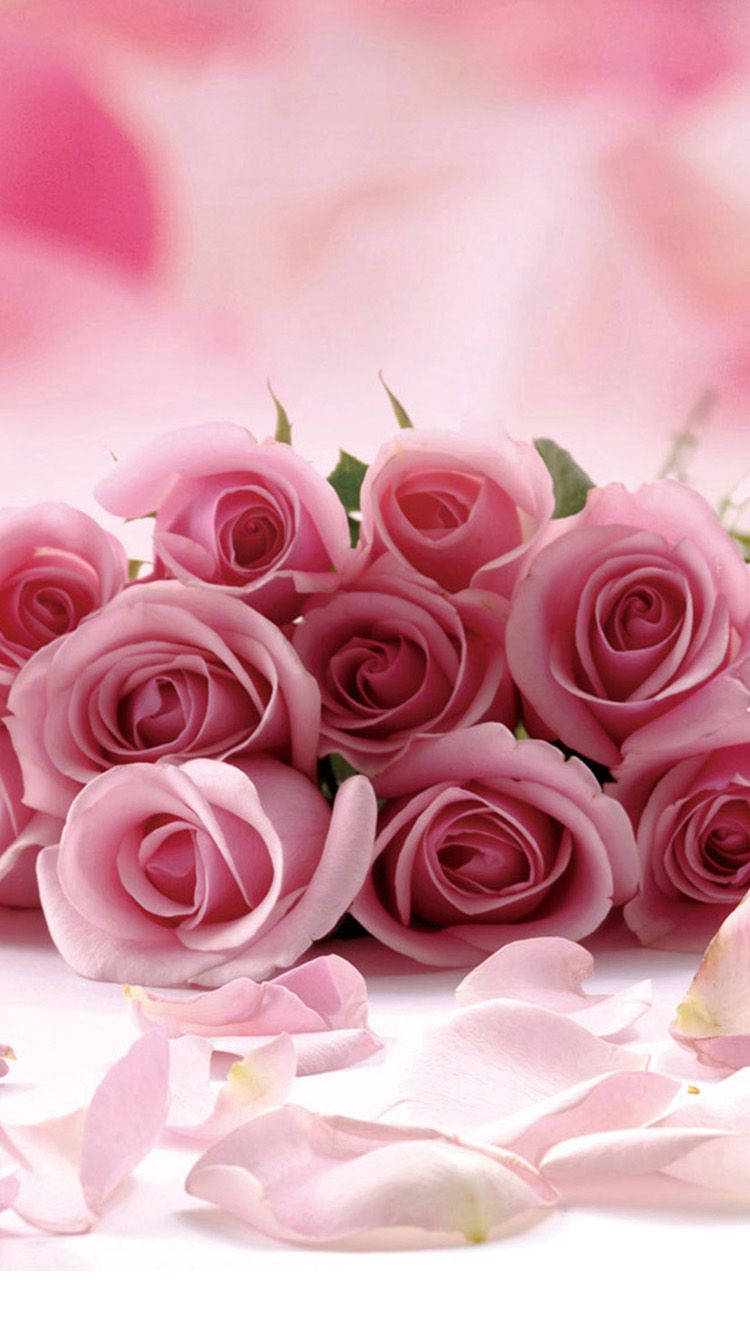 pink rose, iPhone bouquet, petals, HD Phone Wallpaper