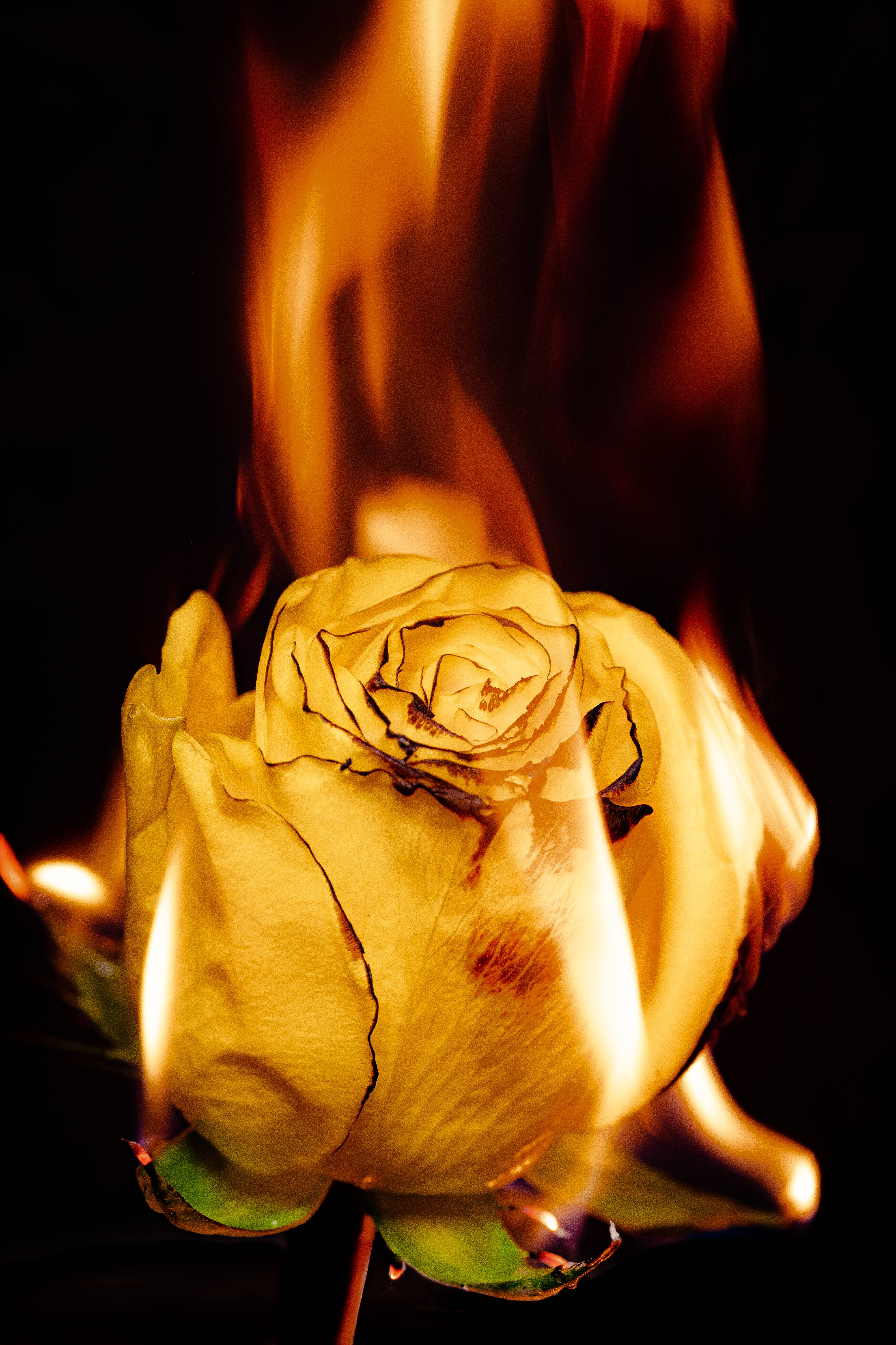 Fiery Yellow Rose iPhone, yellow rose, black background, 5K Phone Wallpaper
