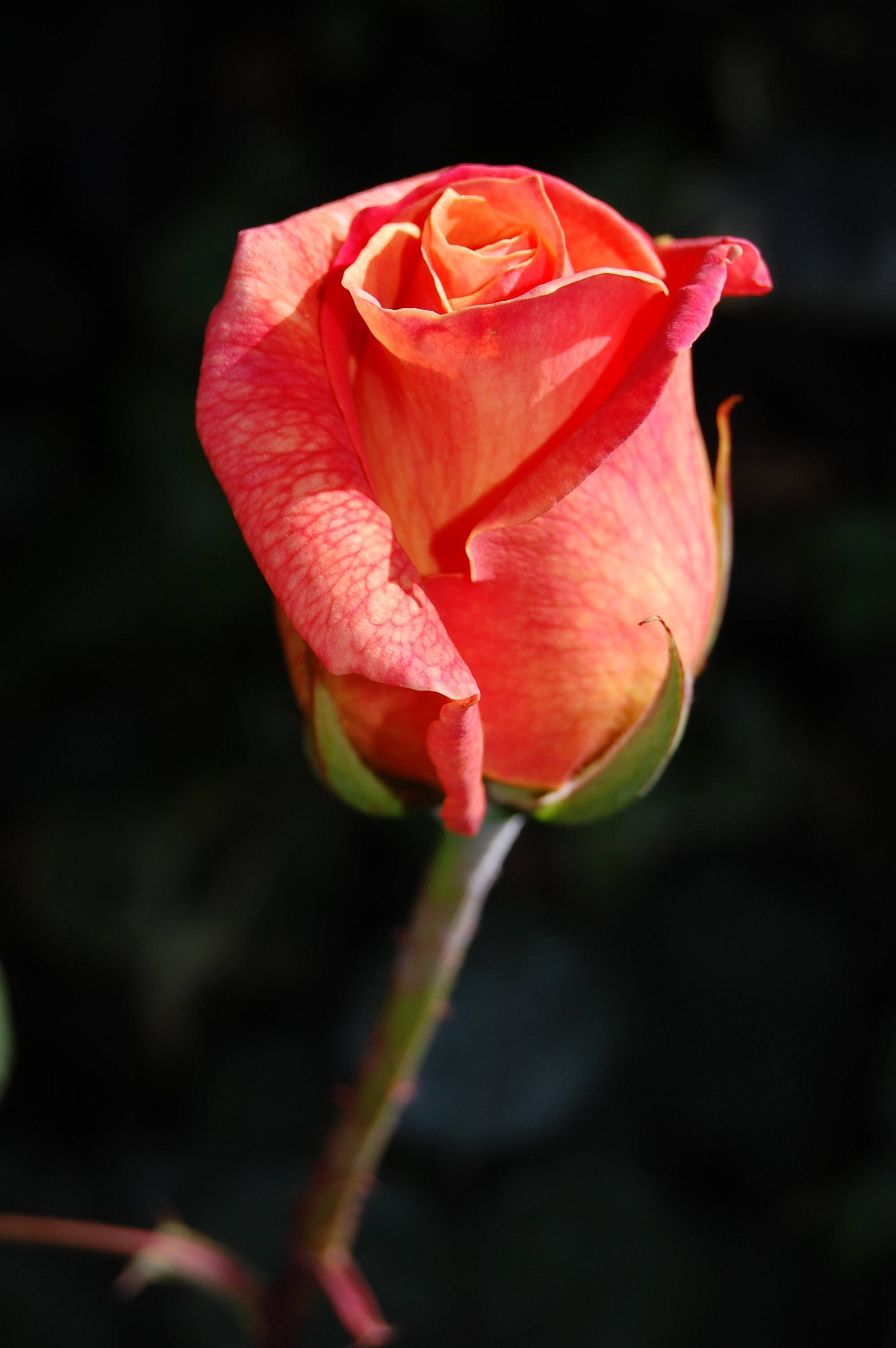 salmon orange, peach rosebud, delicate veined petals, 2K Phone Wallpaper