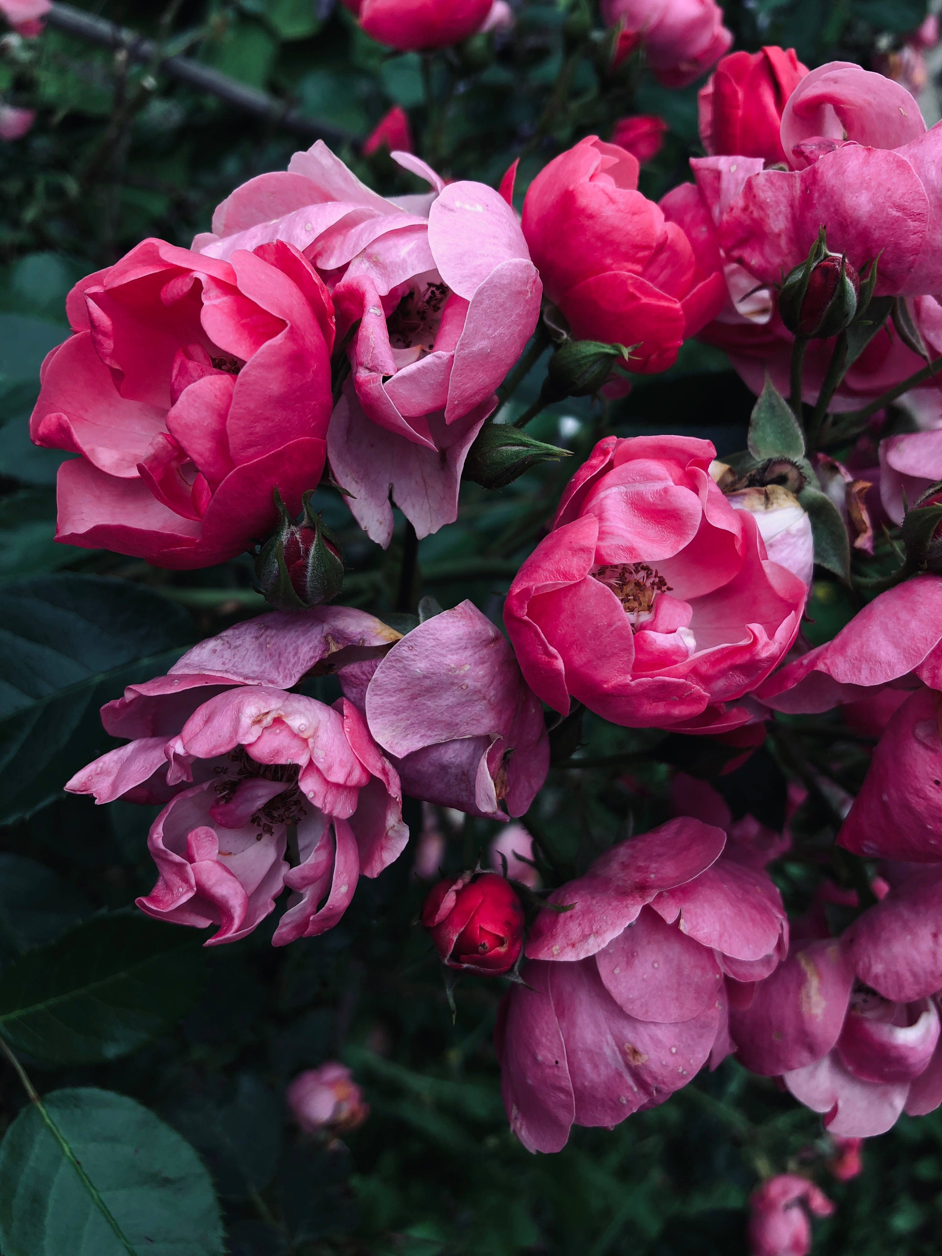 Purple And Pink Rose iPhone, vibrant pink roses, dewdrops, 4K Phone Wallpaper
