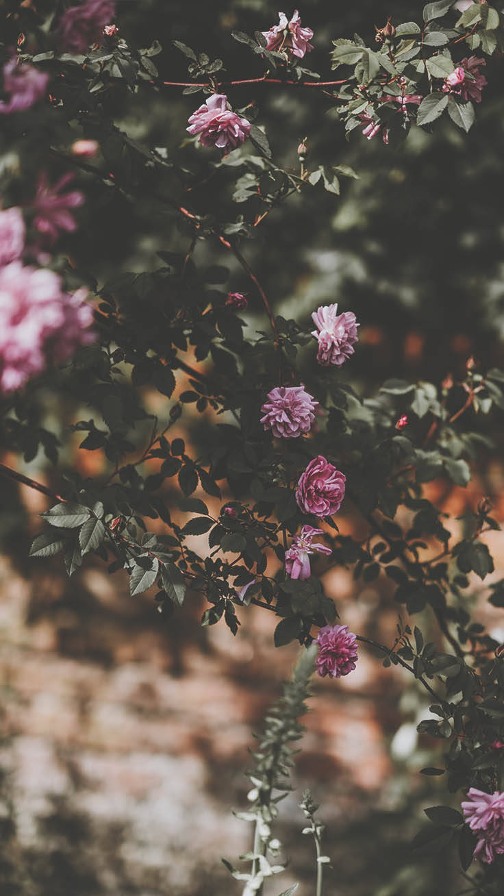 purple and pink rose, soft pink roses, lush green leaves, HD Phone Wallpaper