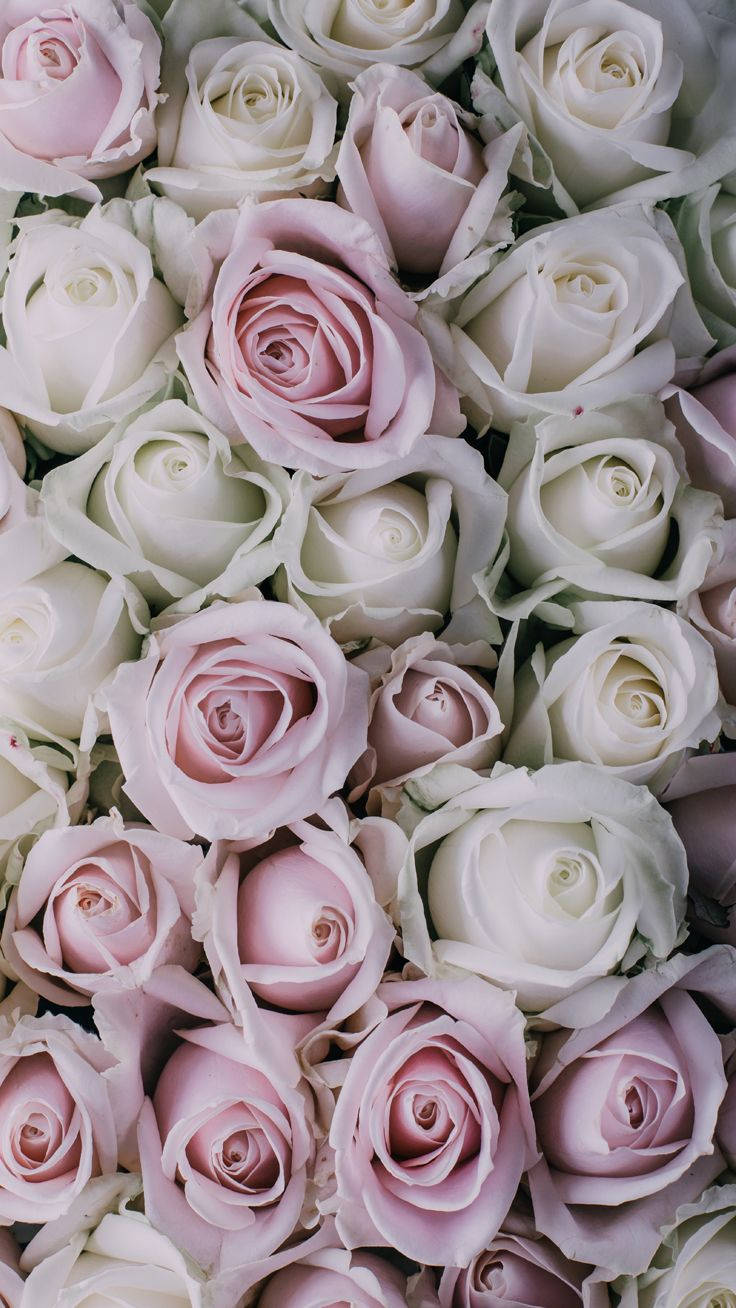 white rose, soft pink, creamy white, HD Phone Wallpaper