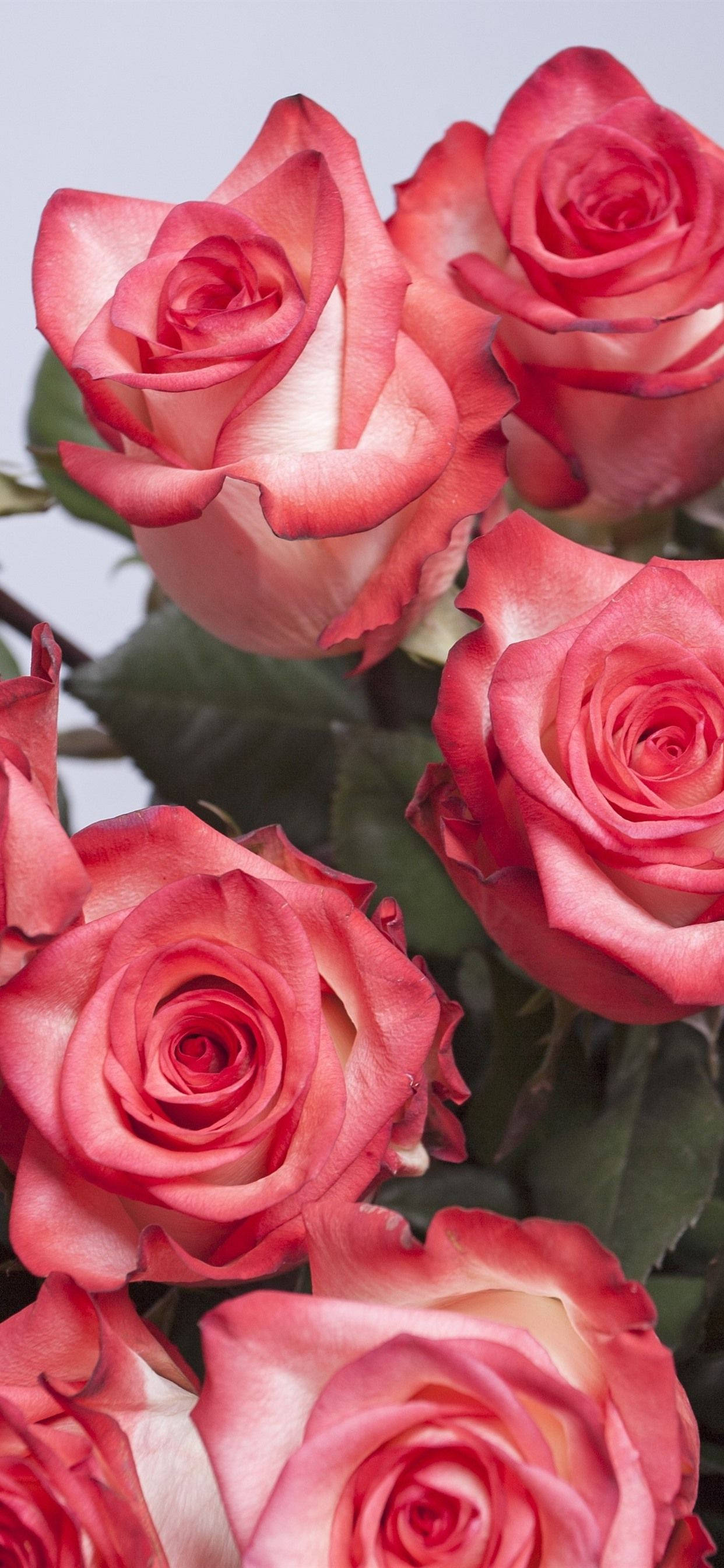 pink rose, vibrant pink roses, delicate white edges, 2K Phone Wallpaper