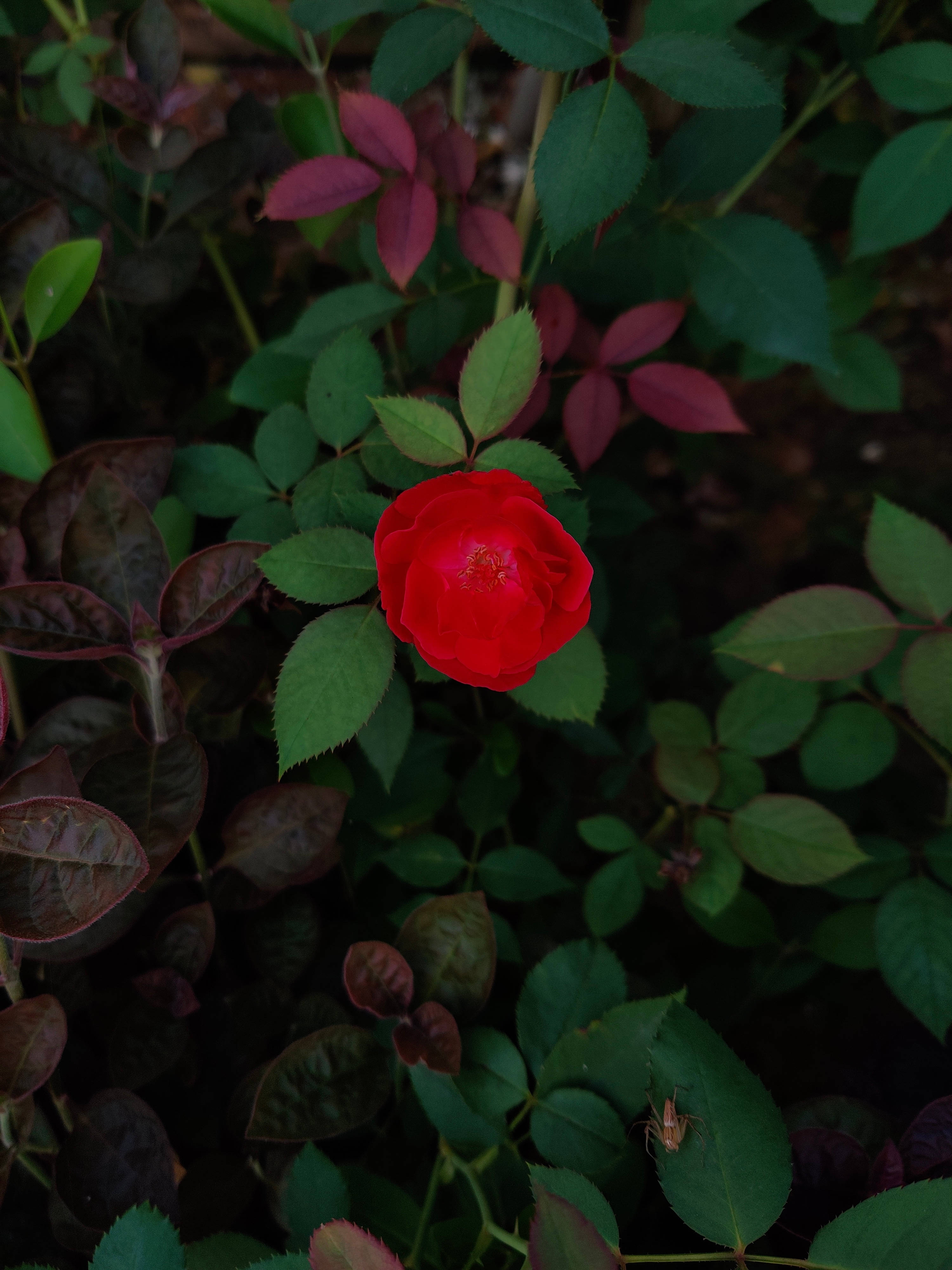 red rose, iPhone, flower, 4K Phone Wallpaper