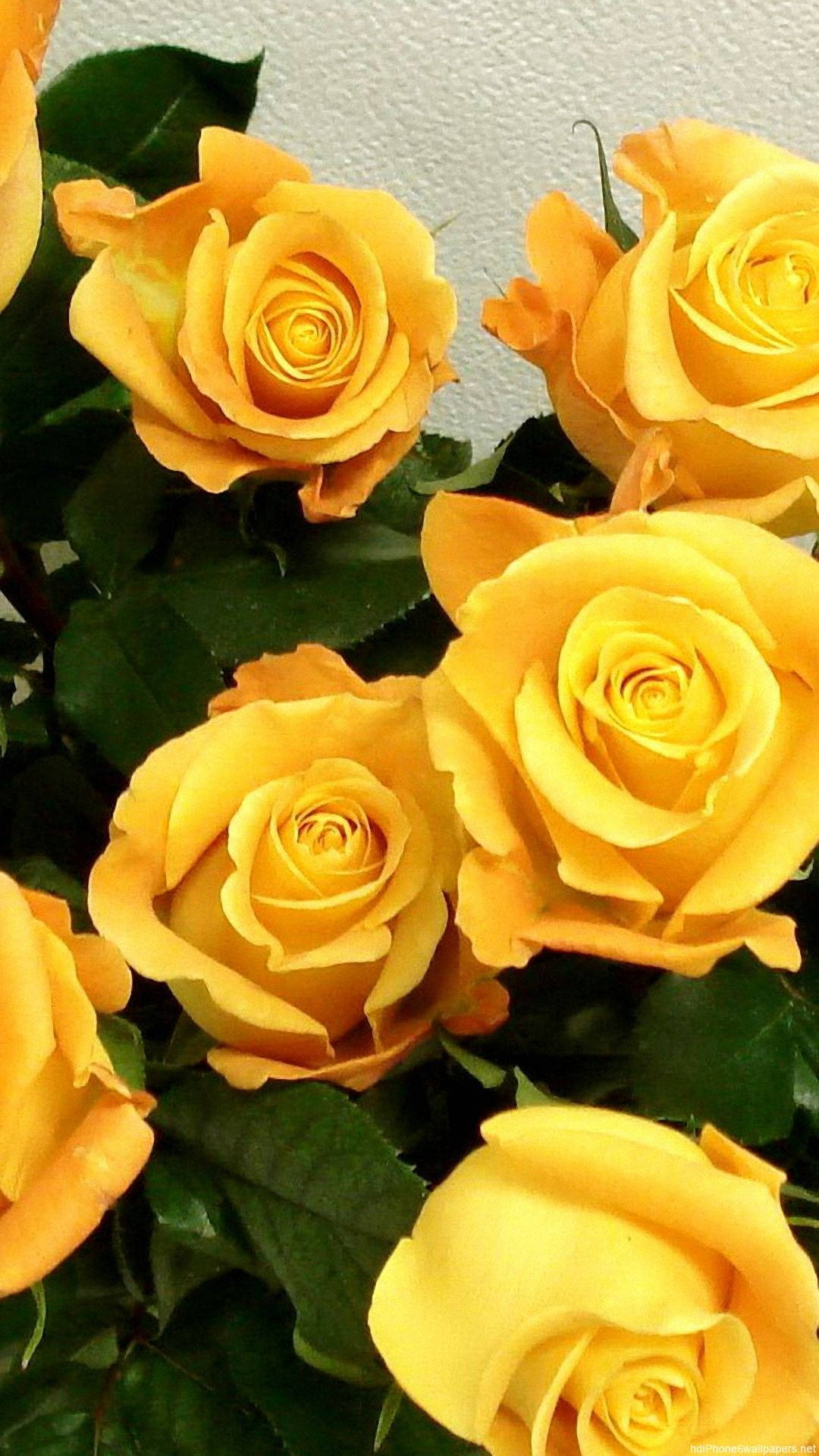 Yellow Rose iPhone, vibrant yellow roses, deep green leaves, Full HD Phone Wallpaper