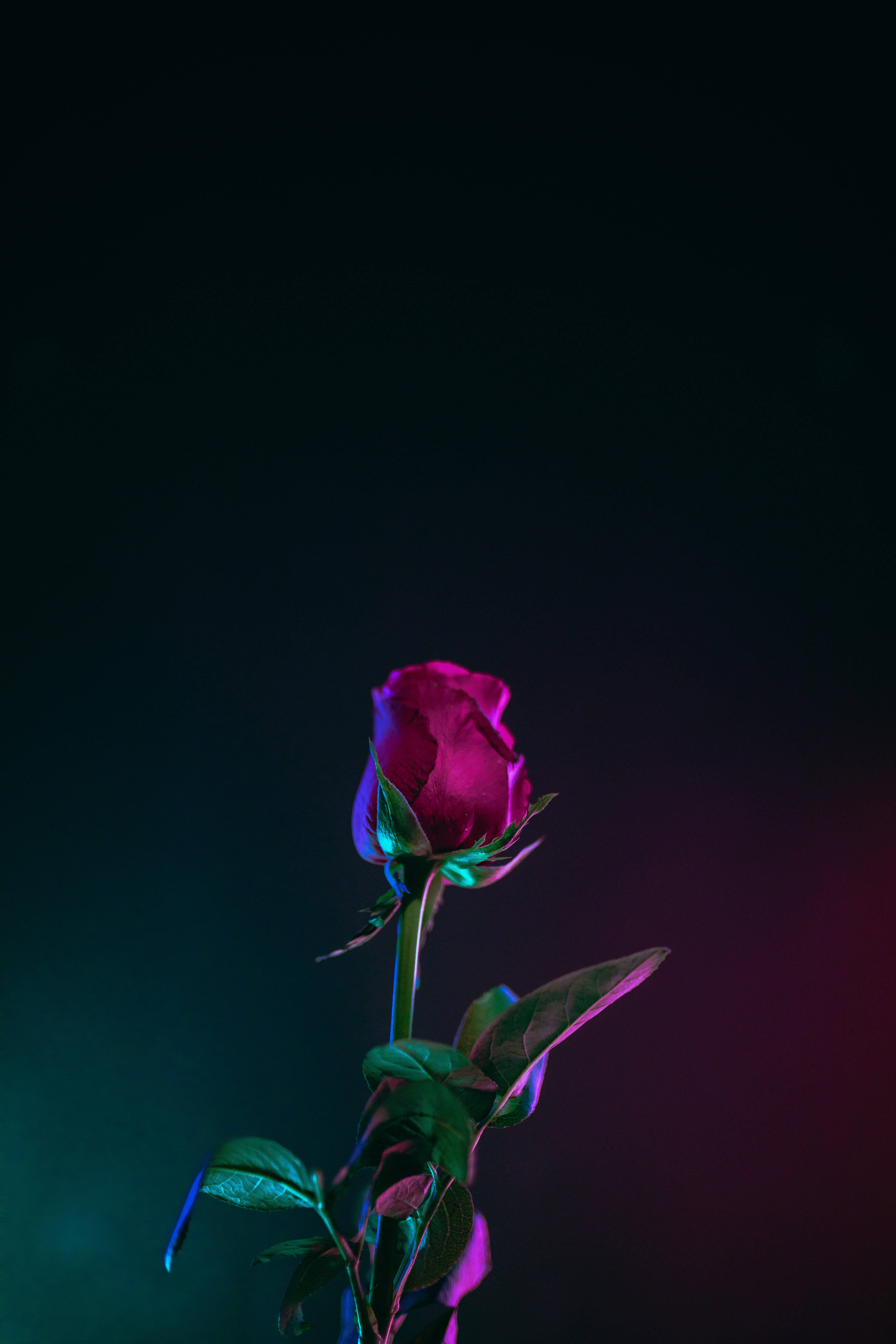 magenta rosebud, neon lights, dark gradient background, 5K Phone Wallpaper