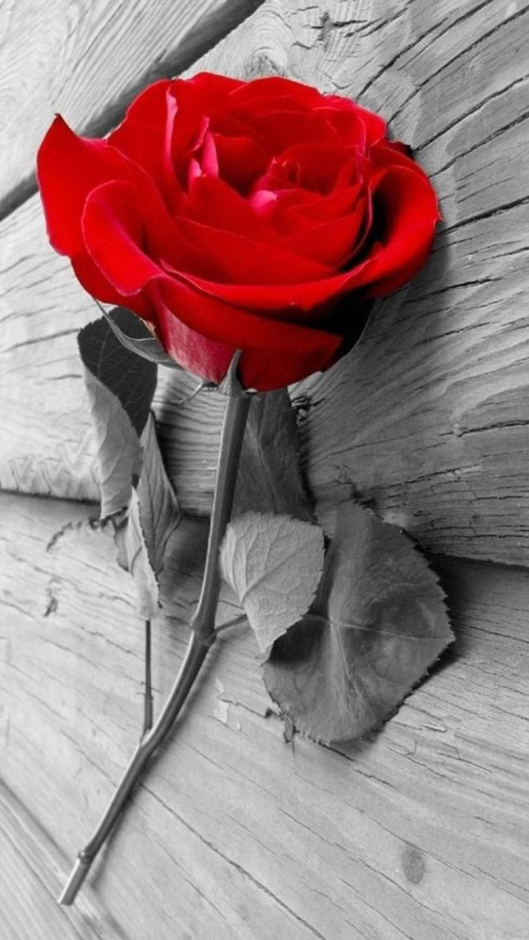 Red Rose, iPhone, vibrant red rose, Full HD Phone Wallpaper