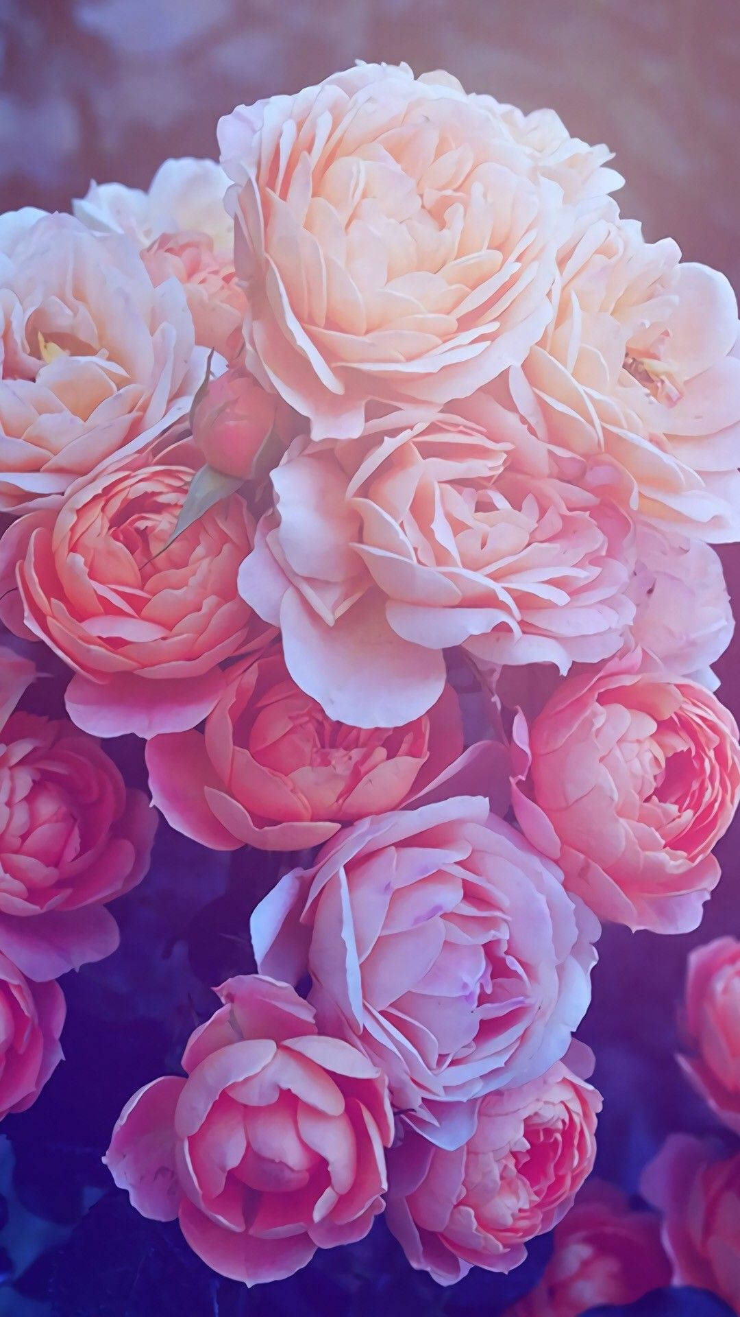 fresh blooming pink rose iphone, soft pink roses, peach roses, Full HD Phone Wallpaper