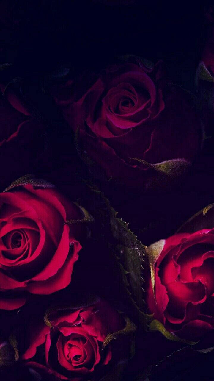 Dark Red Roses iPhone, deep crimson roses, velvety petals, HD Phone Wallpaper