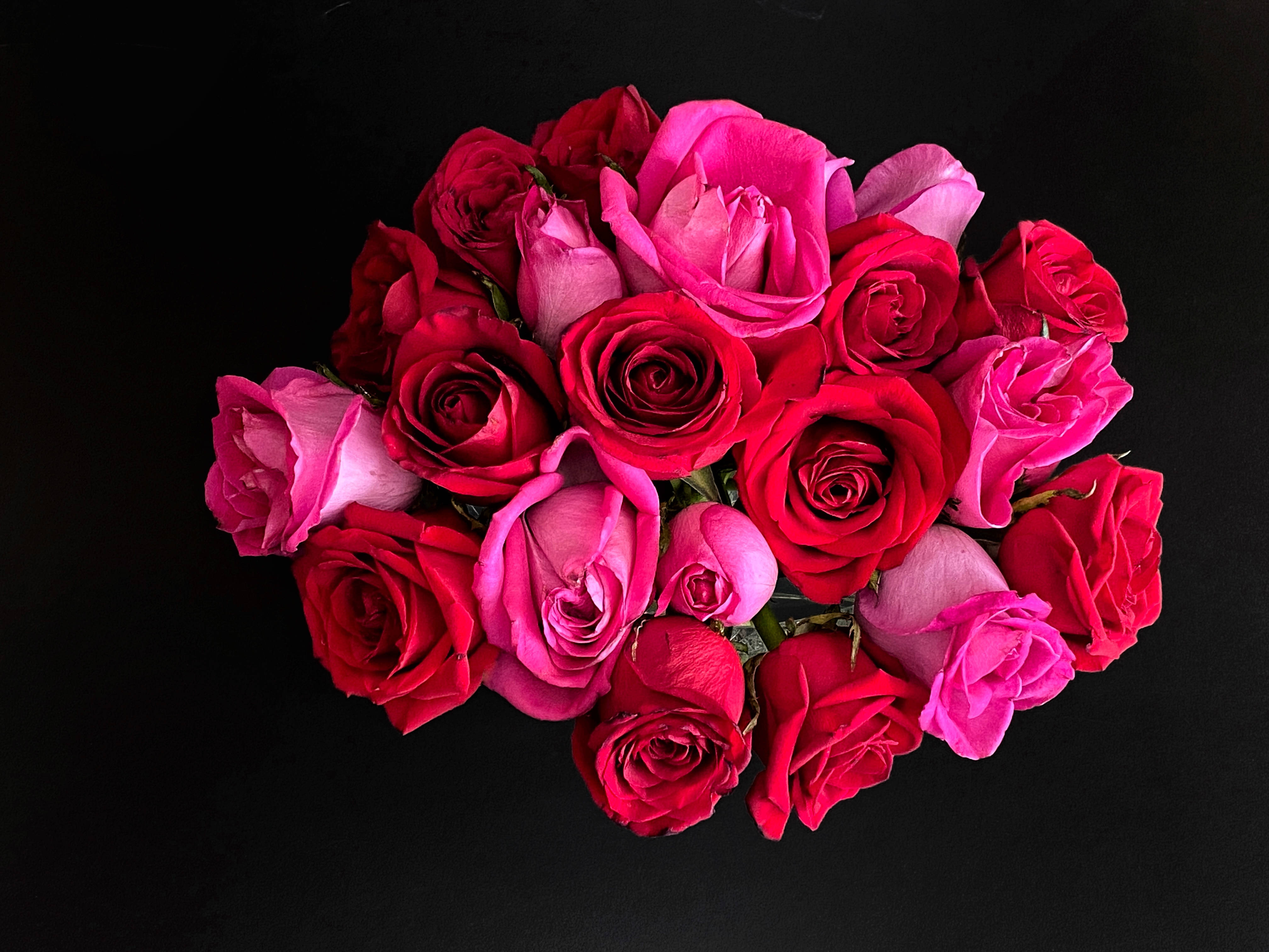 pink red rose, red roses, pink roses, 4K Desktop Wallpaper
