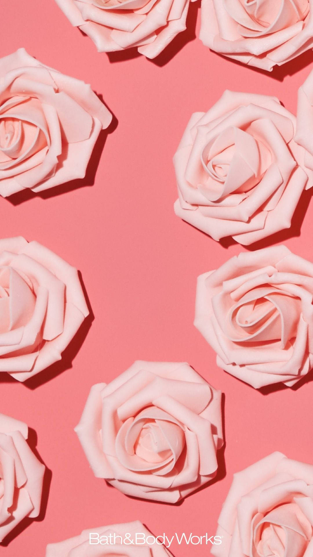 Pink Rose iPhone, peach background, soft pink roses, Full HD Phone Wallpaper
