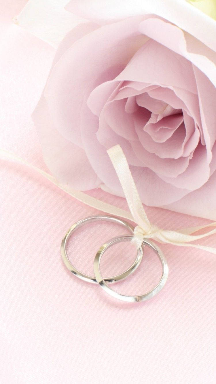 single pink rose iphone, silver wedding rings, soft pink rose, HD Phone Wallpaper