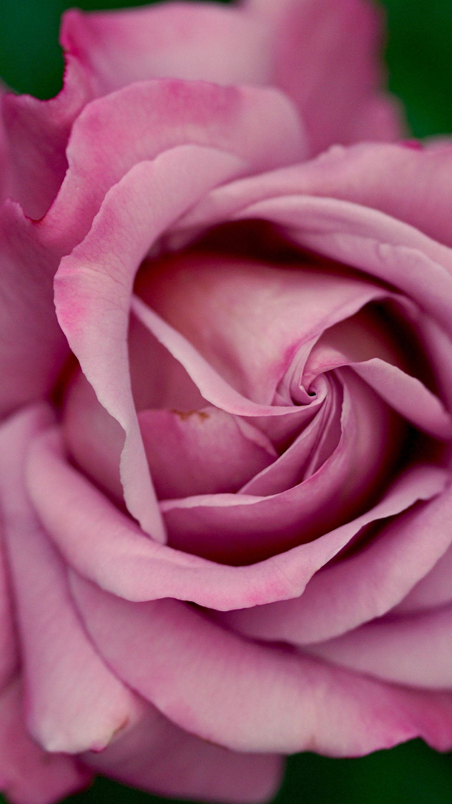 dusty pink rose, iPhone, soft pink rose, 2K Phone Wallpaper
