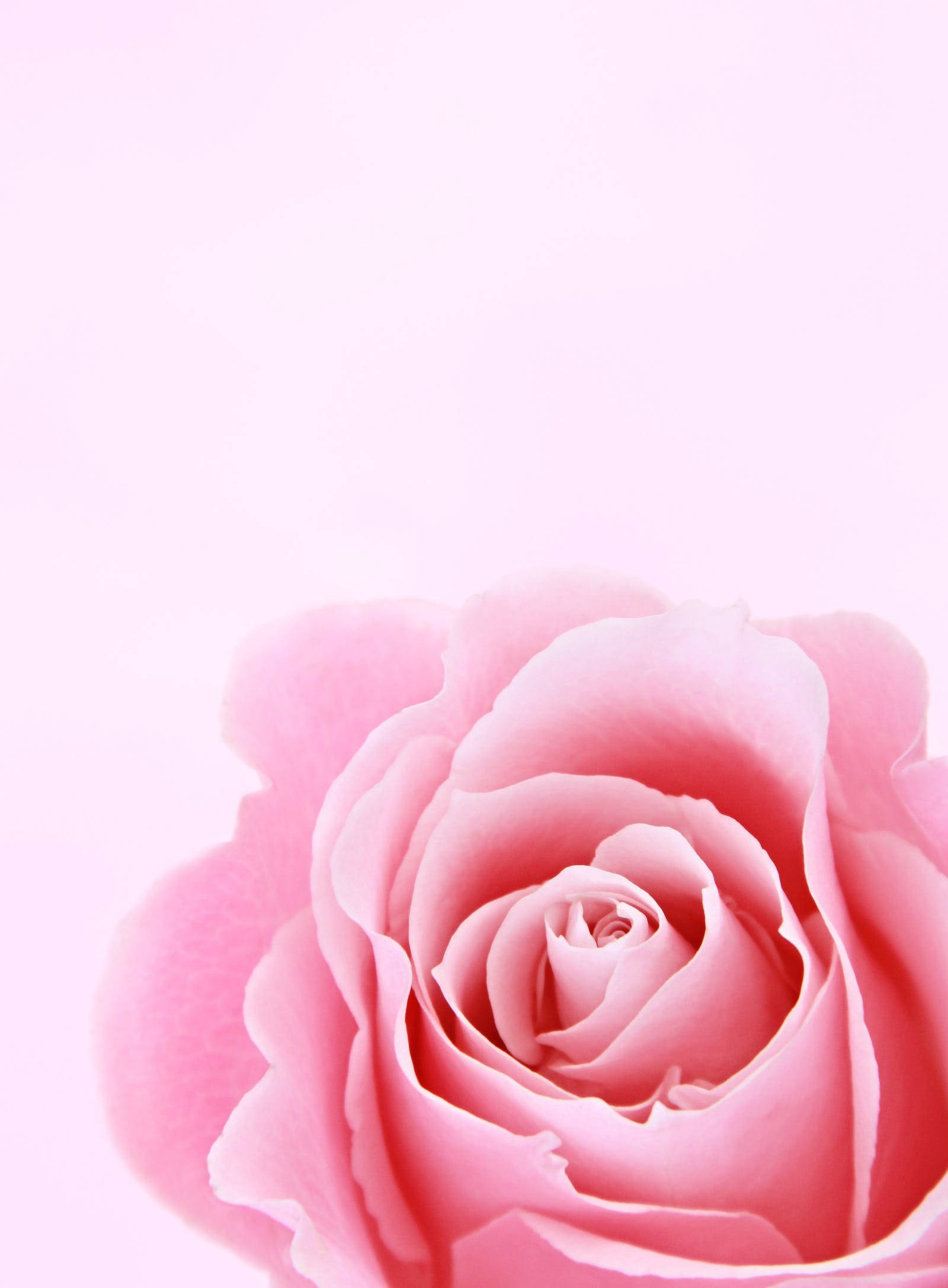 pink aesthetic rose iphone, soft pink rose, pastel pink background, Full HD Phone Wallpaper