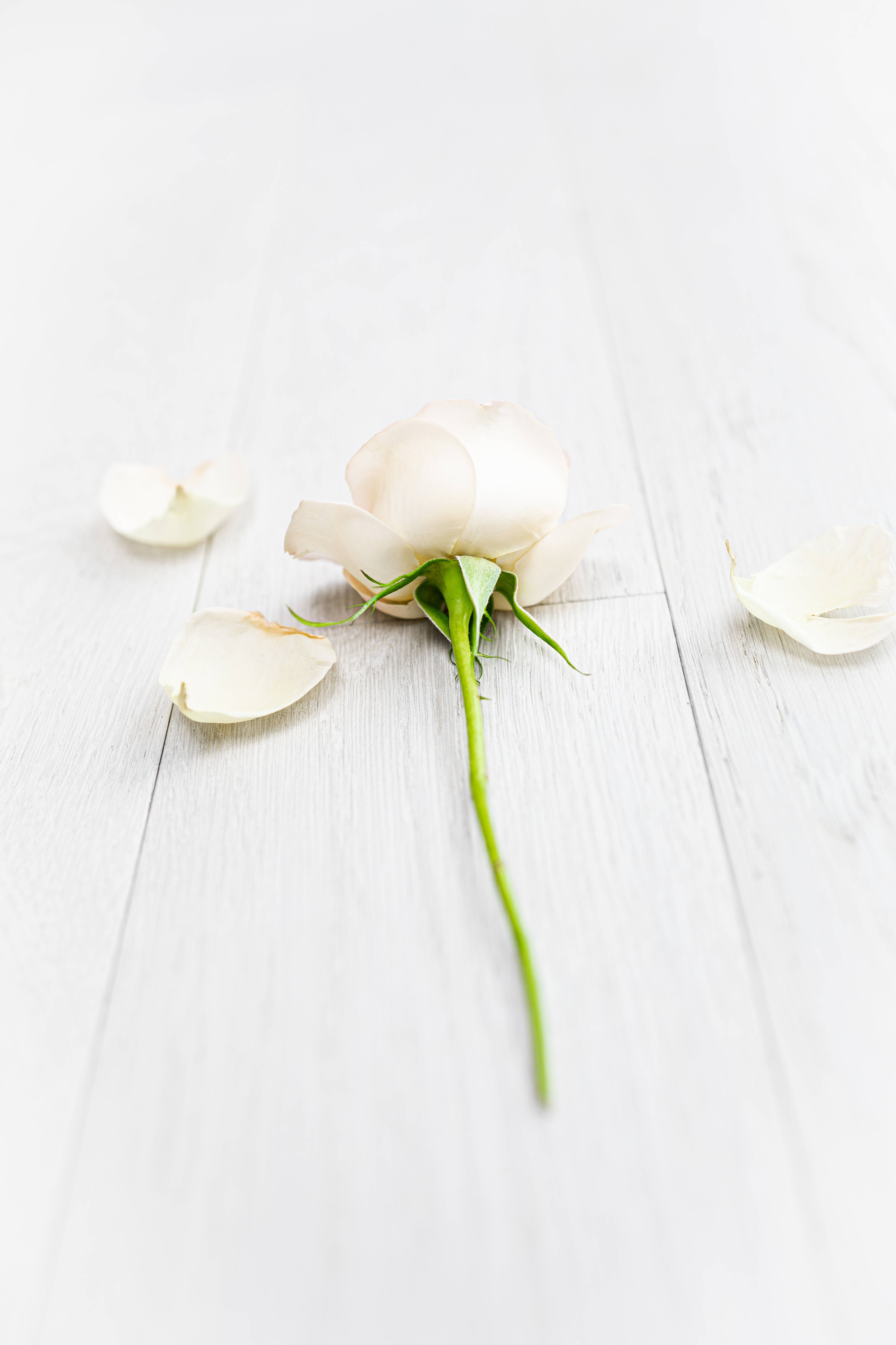 white petaled rose iphone, white rose, scattered petals, 5K Phone Wallpaper