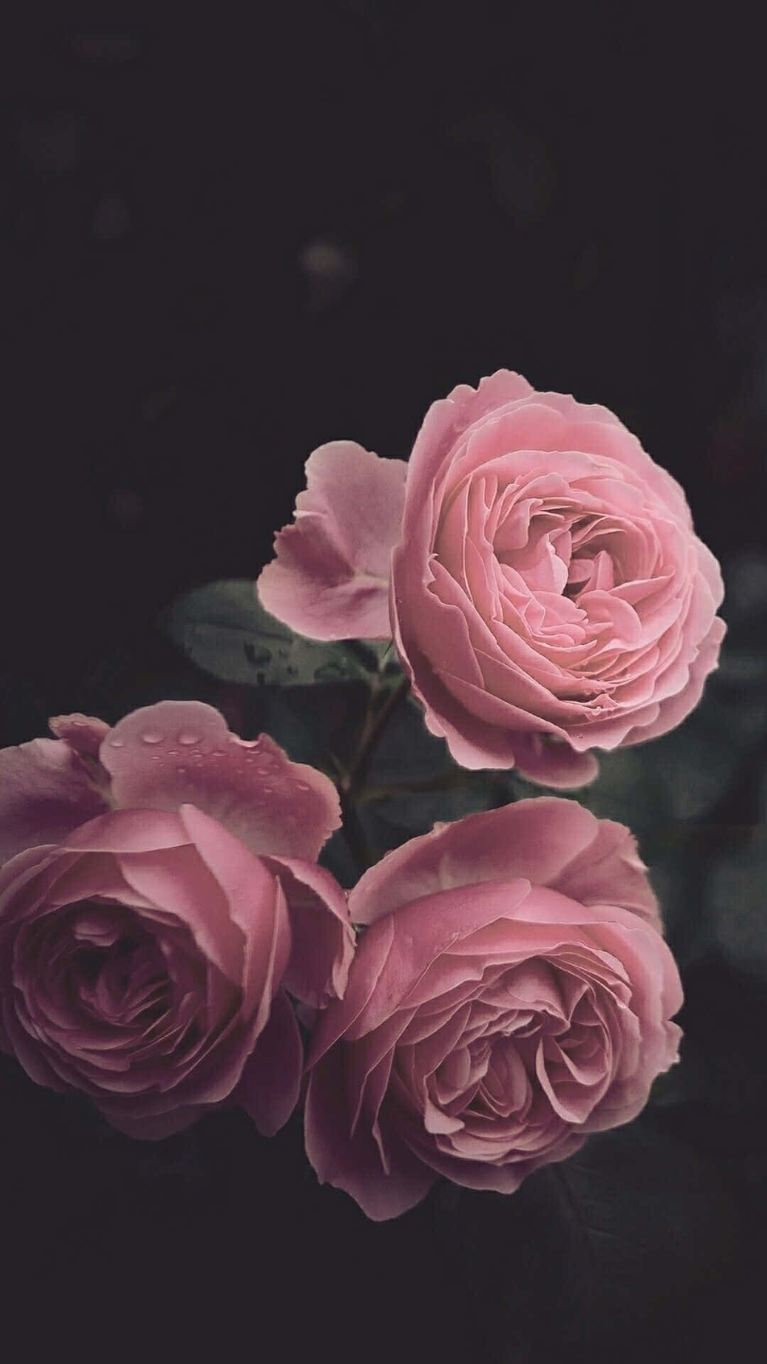 pink aesthetic iPhone, rose flowers, pink roses, Full HD Phone Wallpaper