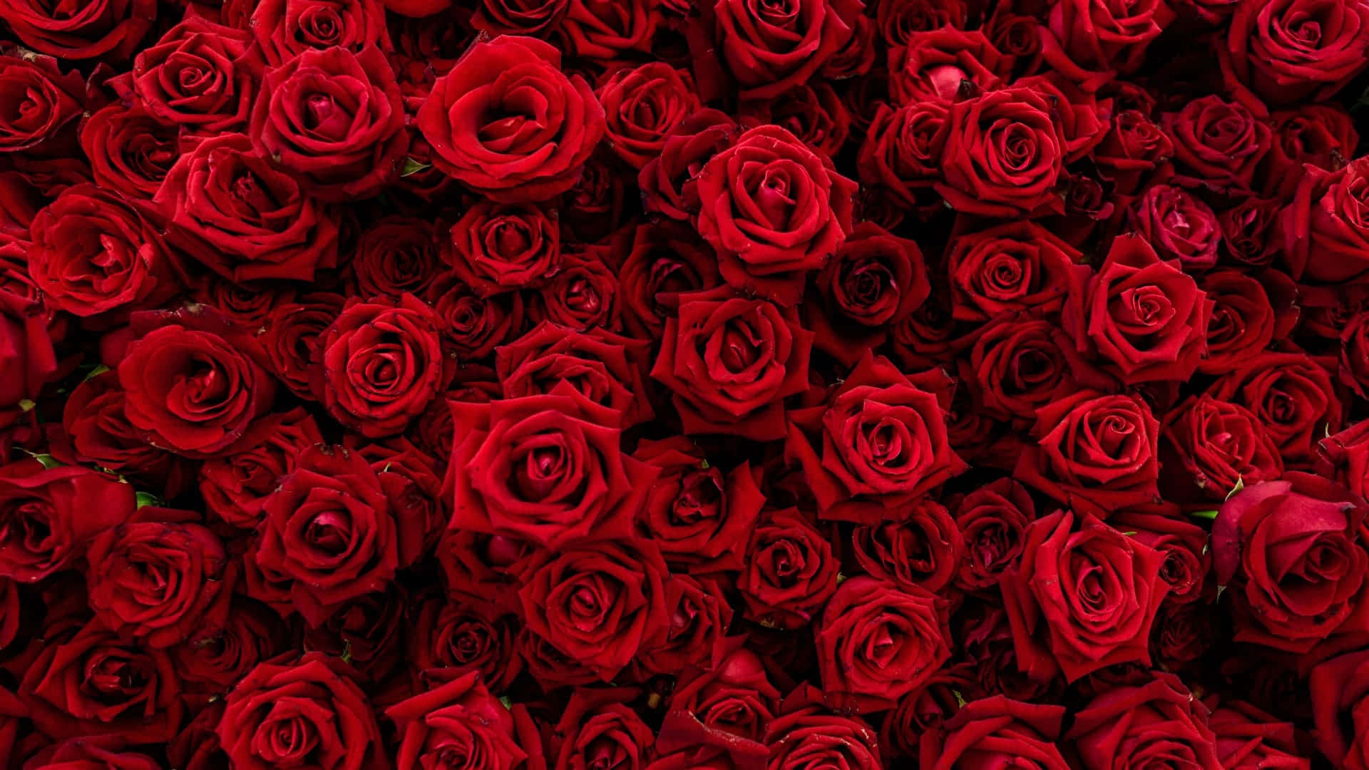 rose laptop, velvety red roses, deep crimson hues, Full HD Desktop Wallpaper