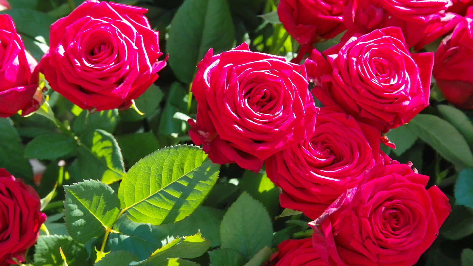 Rose Laptop, vibrant red roses, lush green foliage, Full HD Desktop Wallpaper