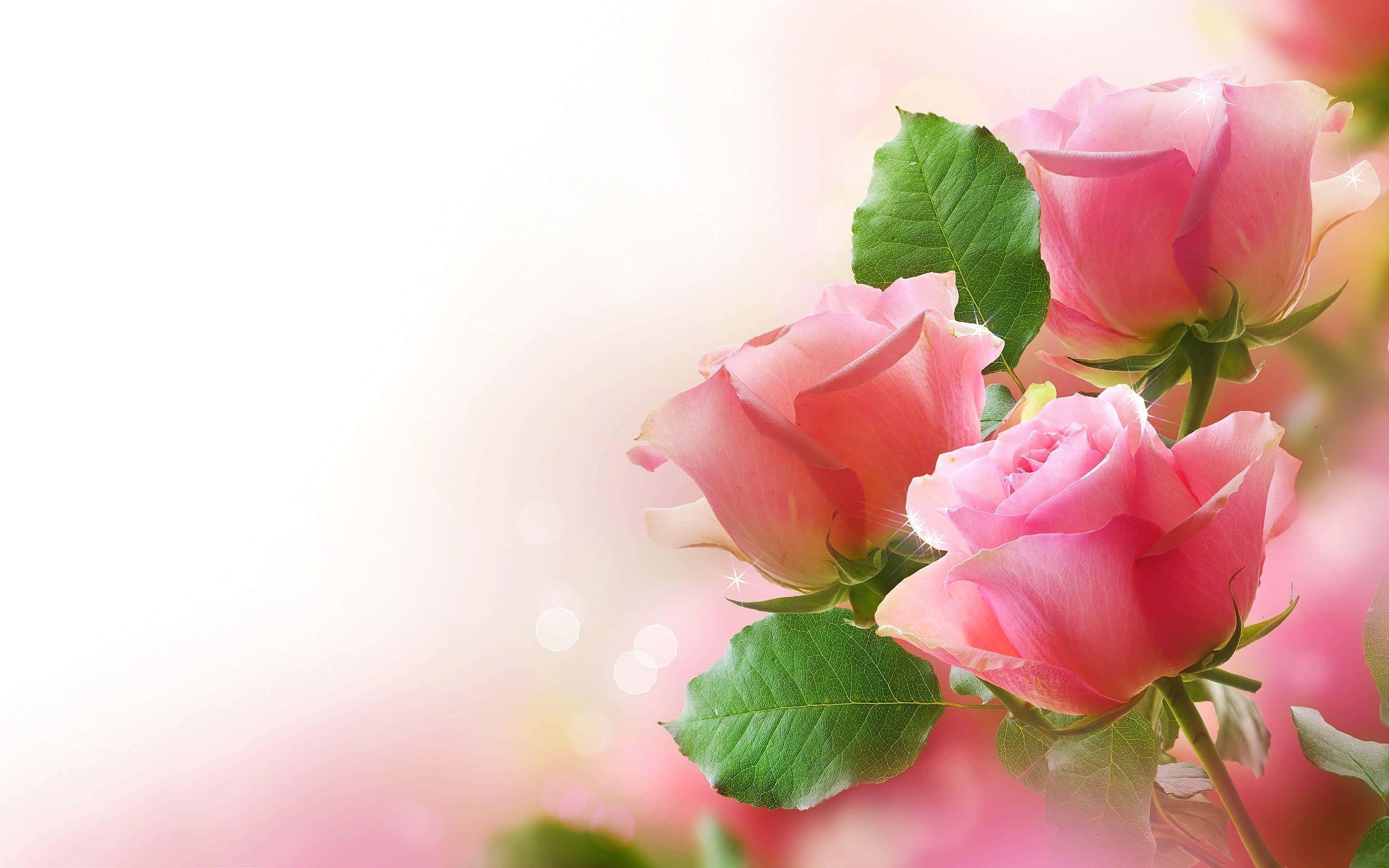 rose laptop, pink roses, lush green leaves, 2K Desktop Wallpaper