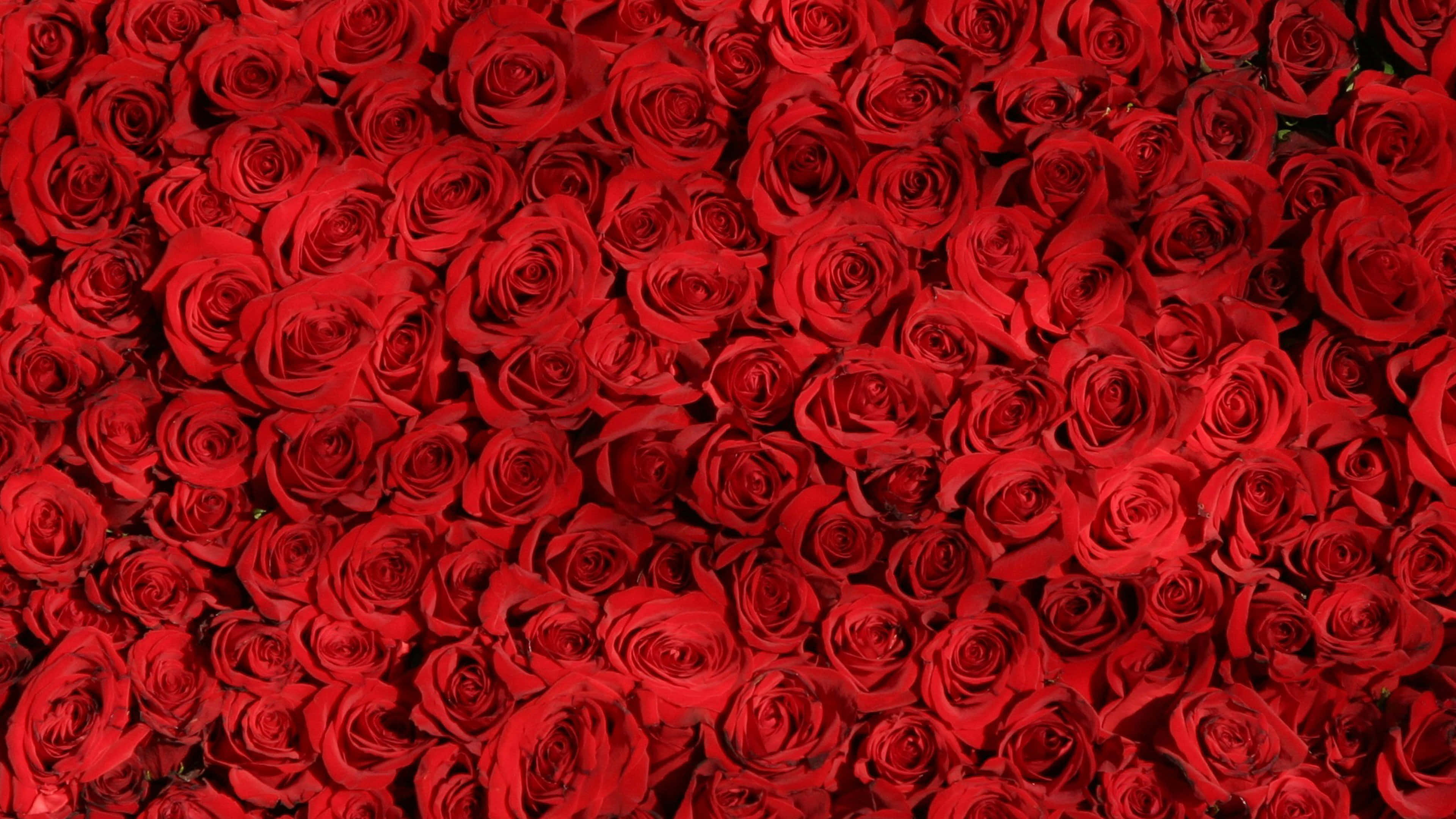 Rose Laptop, vivid red roses, velvety petals, 4K Desktop Wallpaper