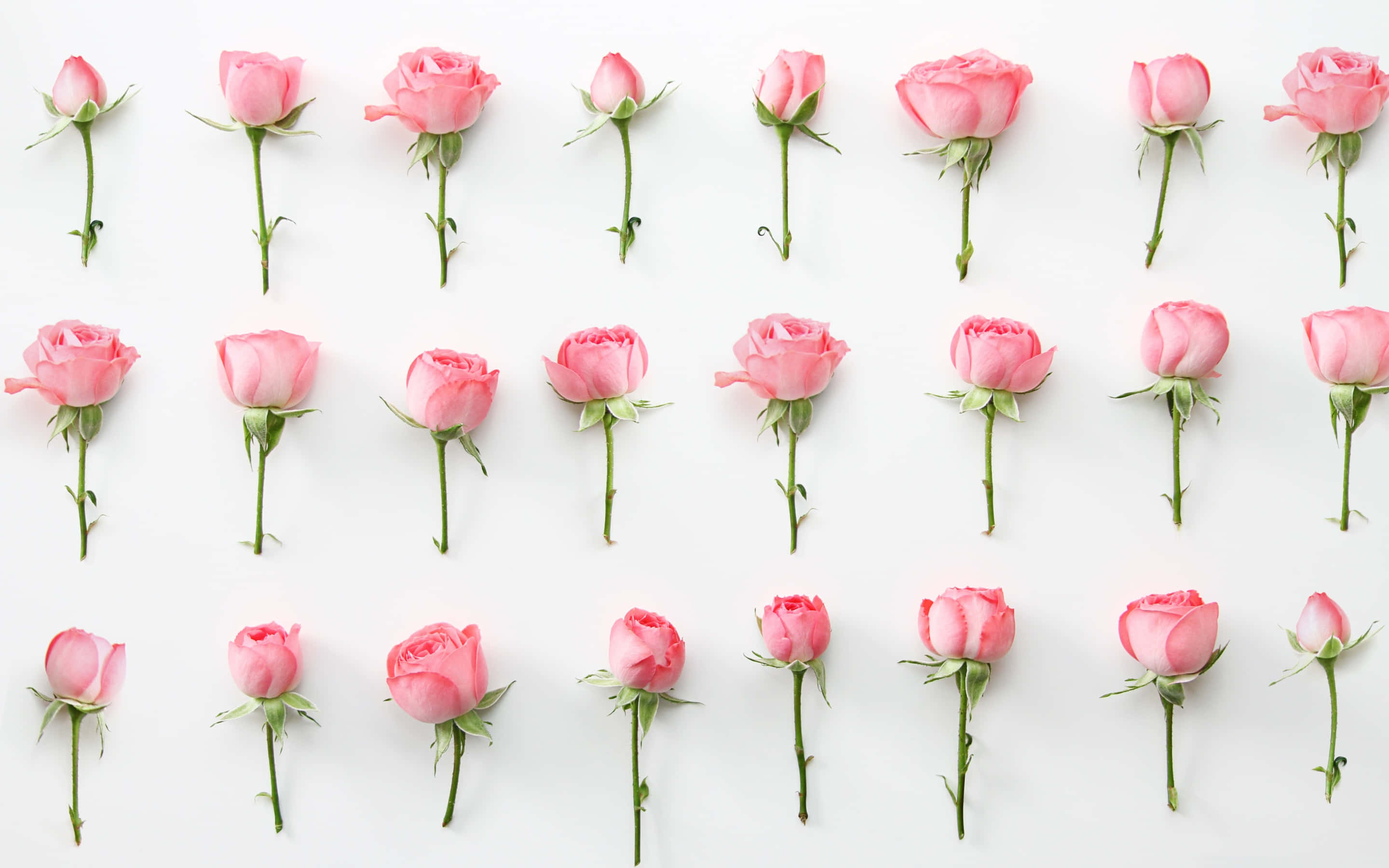 Rose Laptop, pink roses, various bloom stages, 2K Desktop Wallpaper
