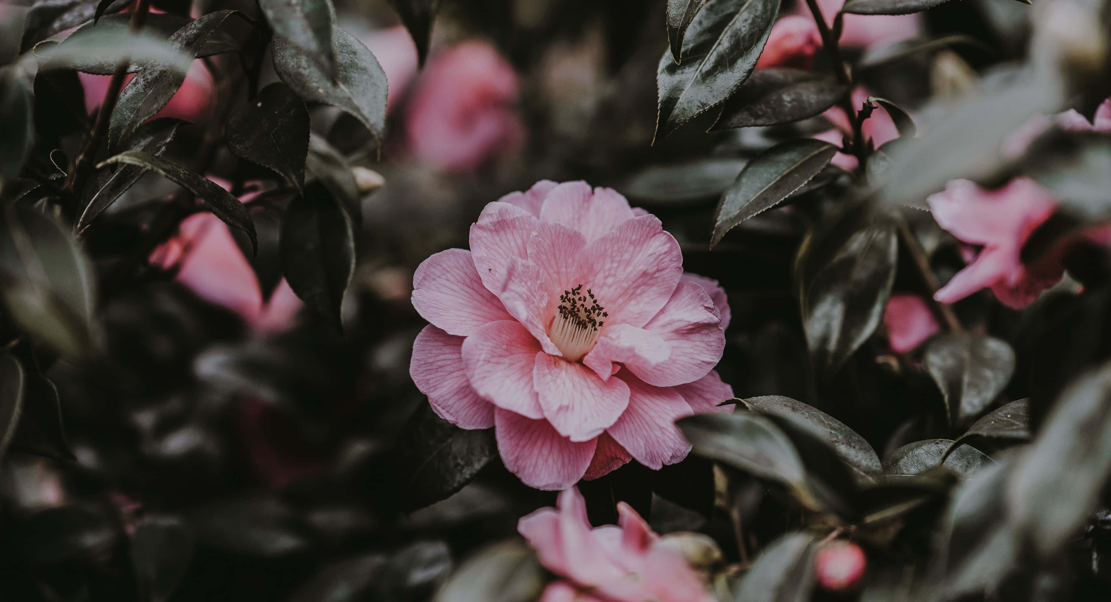 rose laptop, soft pink camellia flower, dark green leaves, 2K Desktop Wallpaper