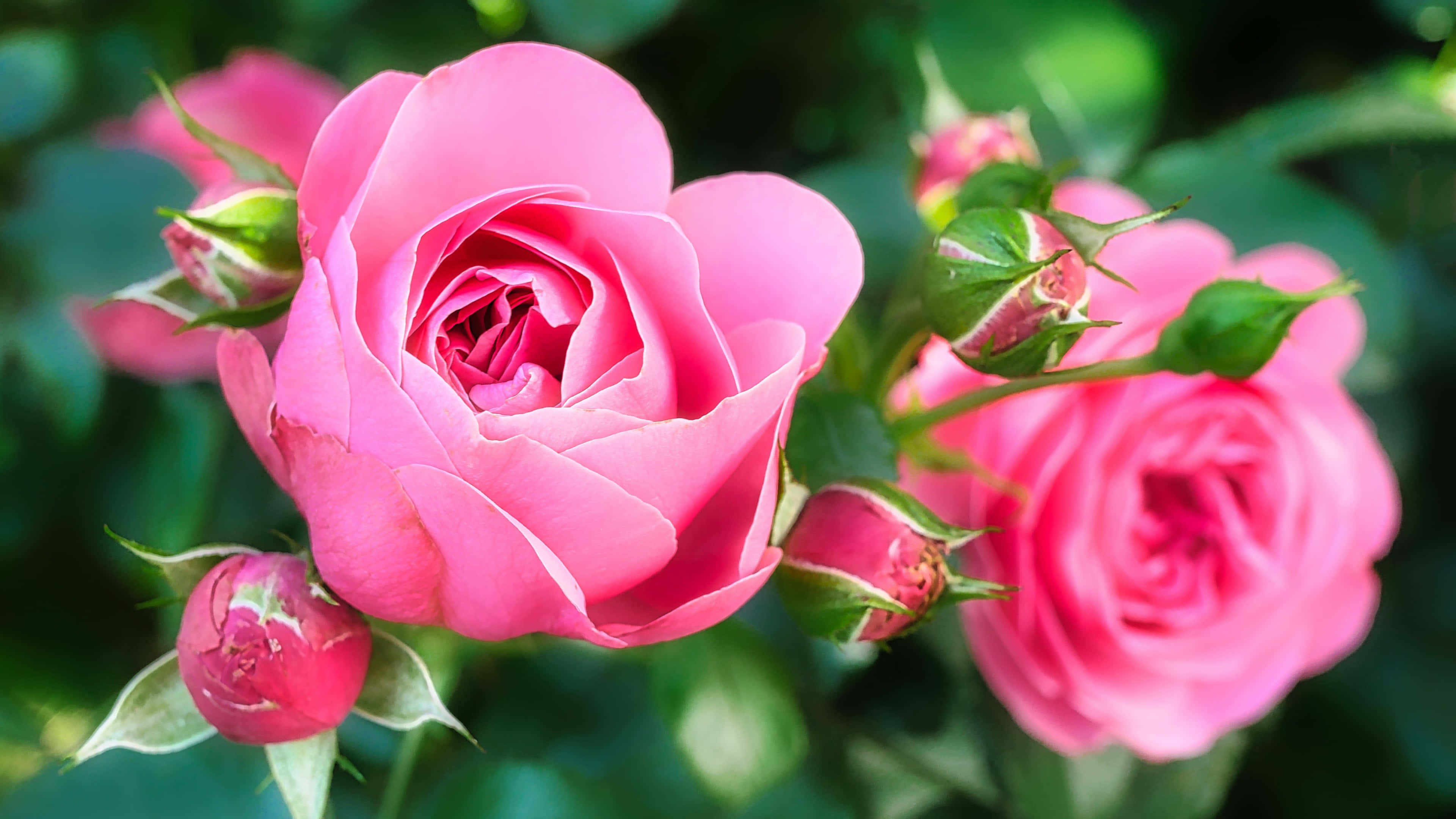 Rose Laptop, vibrant pink rose, lush green leaves, 4K Desktop Wallpaper