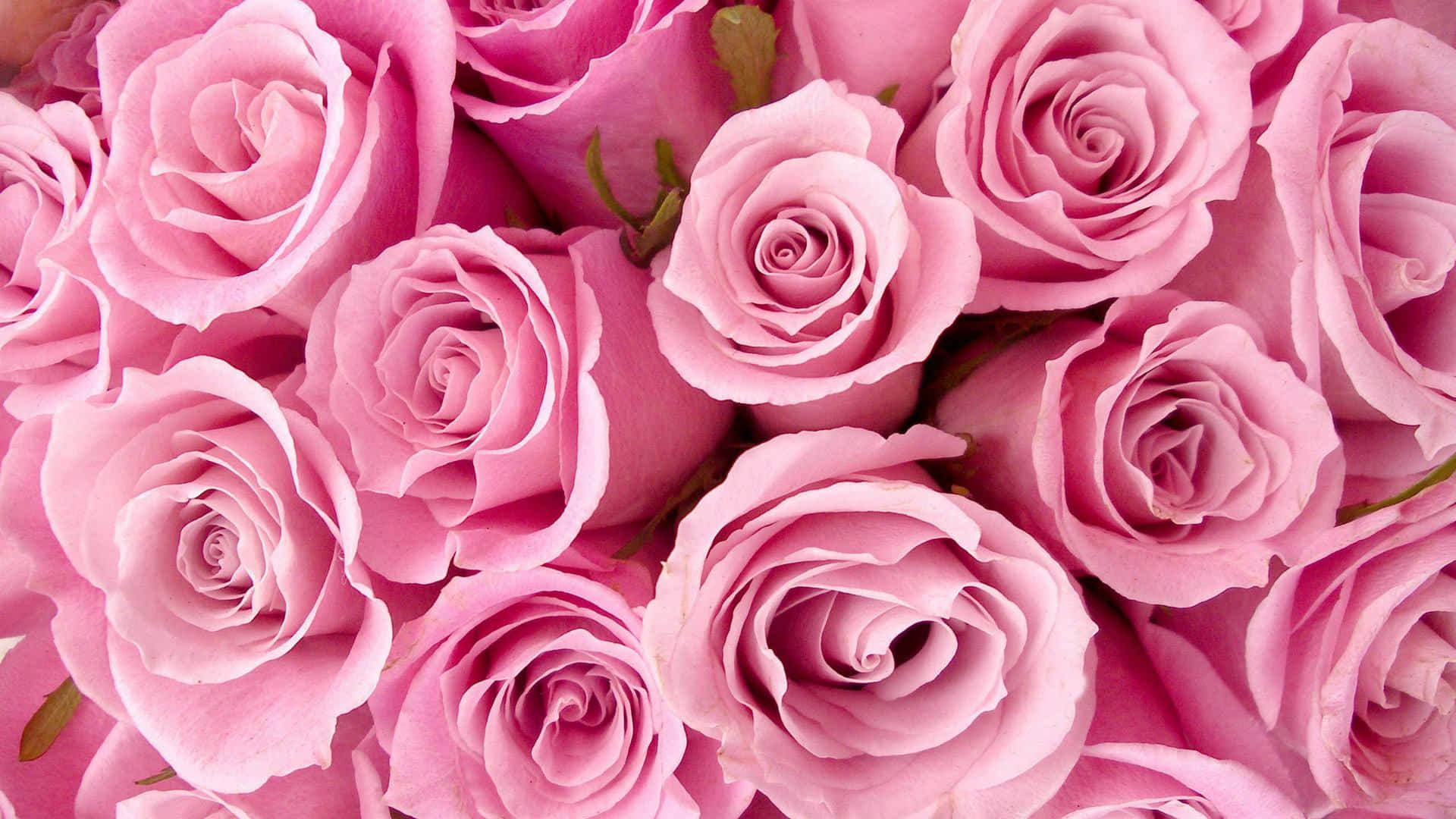 rose laptop, pink laptop, soft pink roses, Full HD Desktop Wallpaper