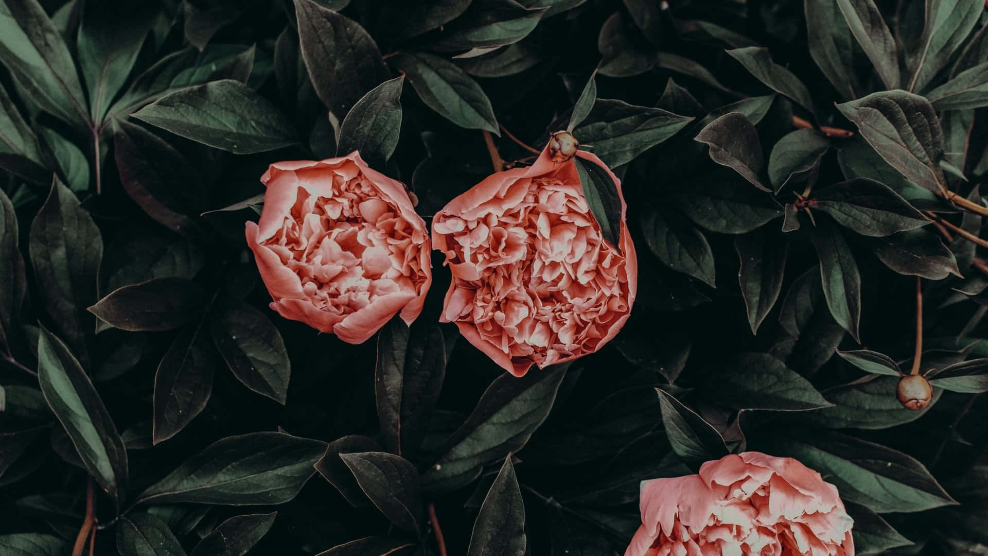 rose laptop, pink flower, peonies, Full HD Desktop Wallpaper