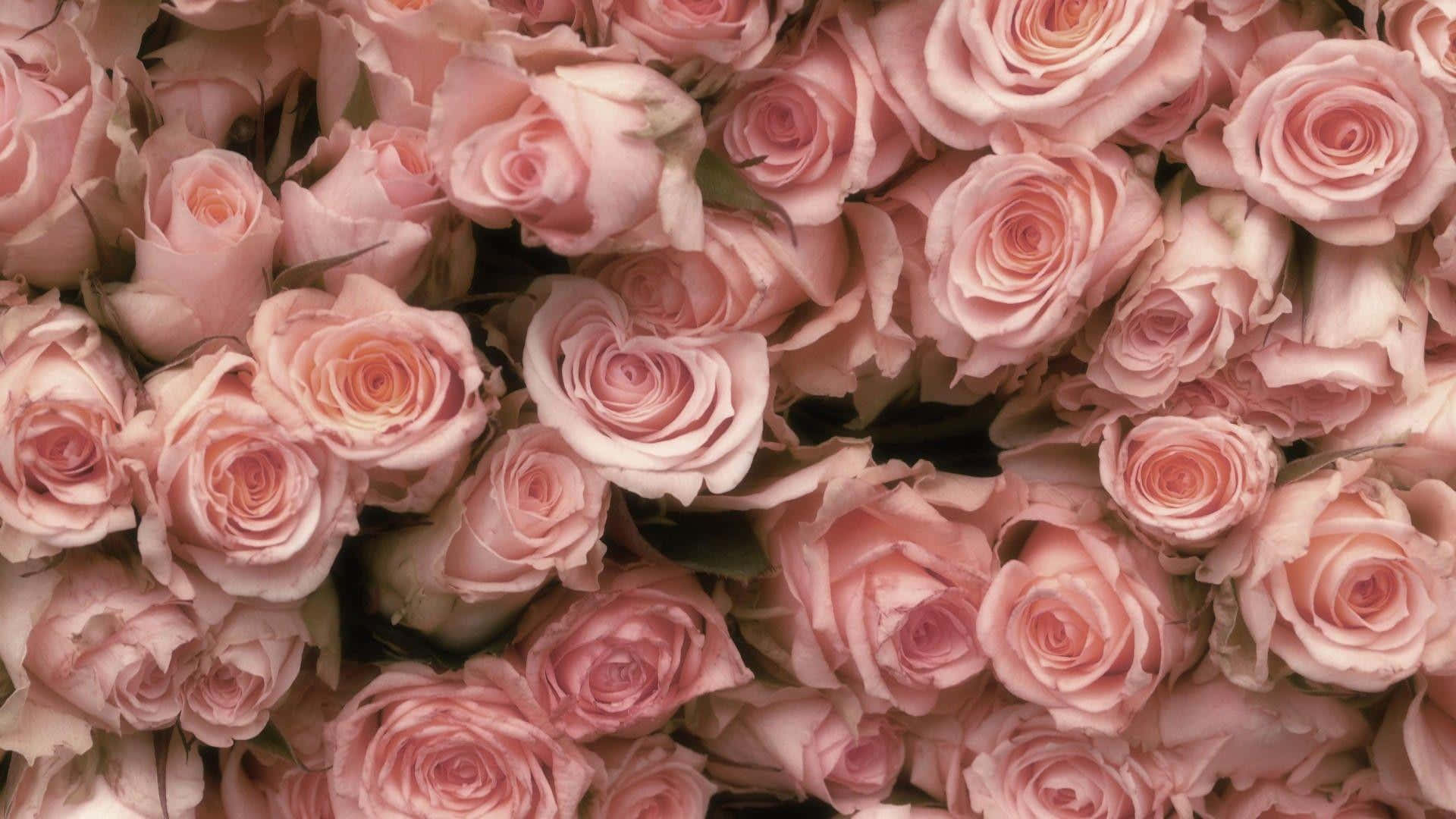 pink rose, soft pink roses, delicate layered petals, Full HD Desktop Wallpaper