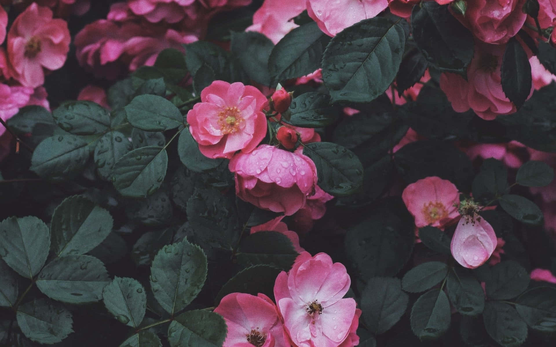 pink roses, garden, dewdrops, Full HD Desktop Wallpaper