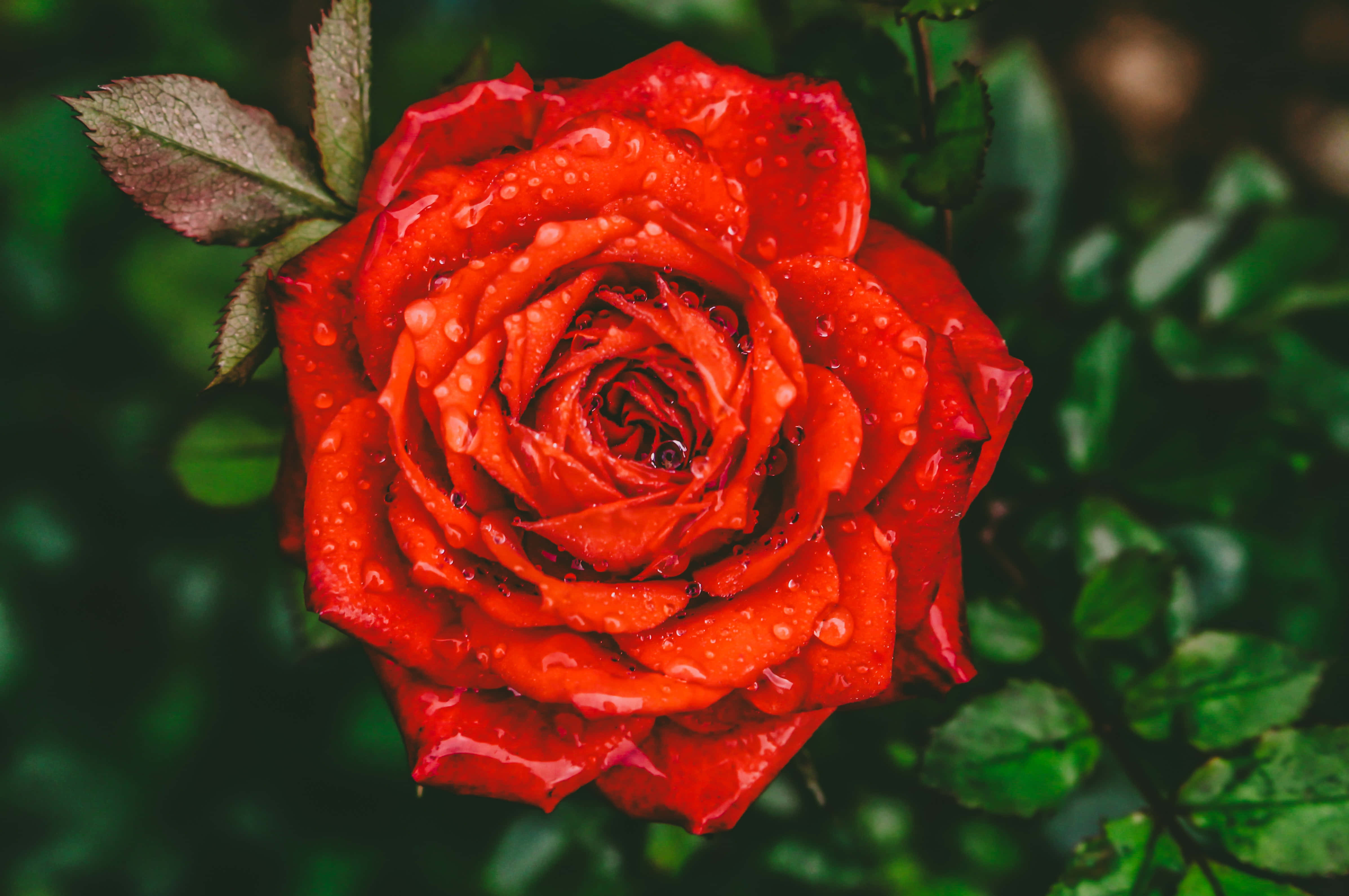 rose laptop, vivid red rose, dewdrops, 4K Desktop Wallpaper