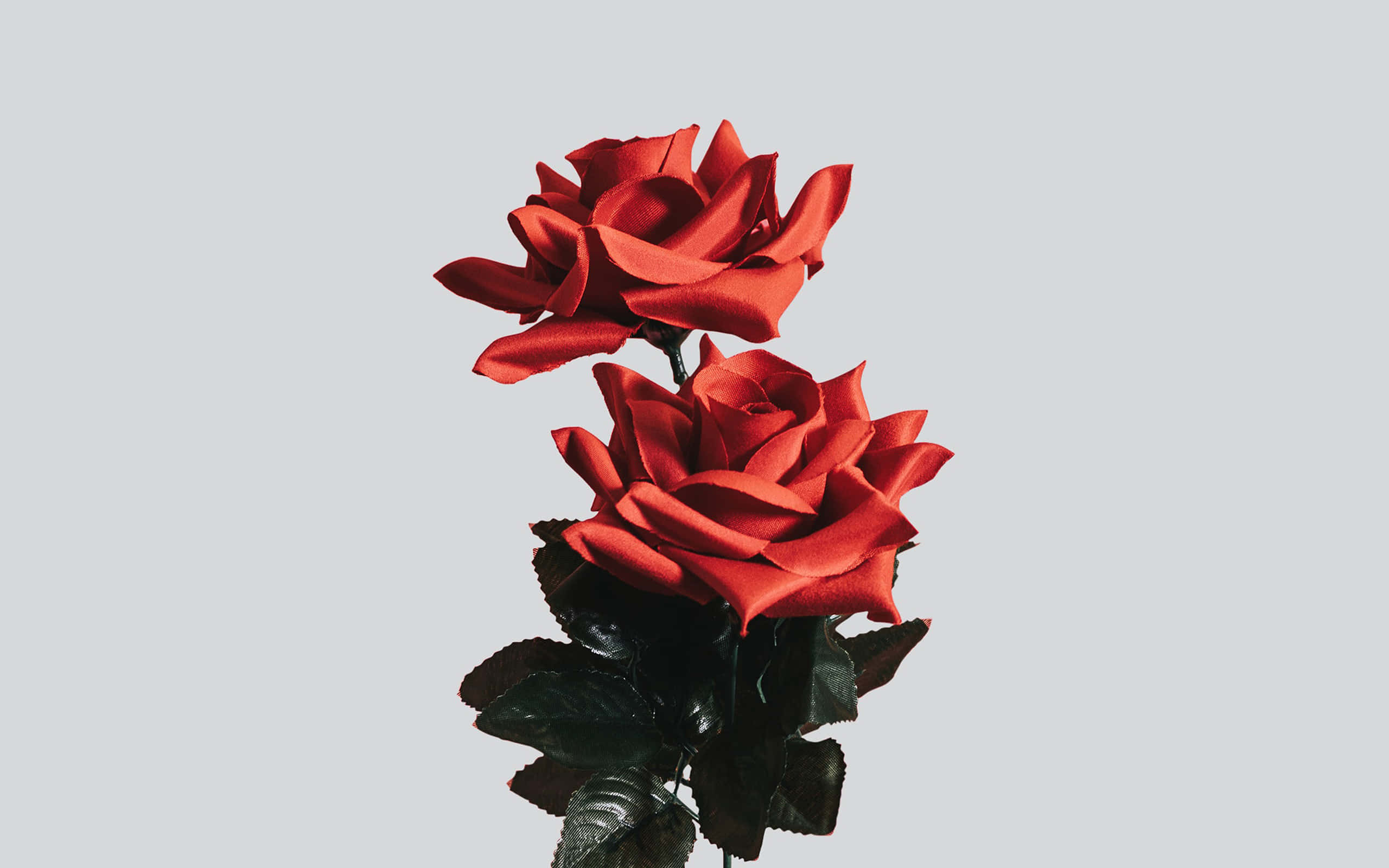 rose laptop, two red roses, vase, 2K Desktop Wallpaper