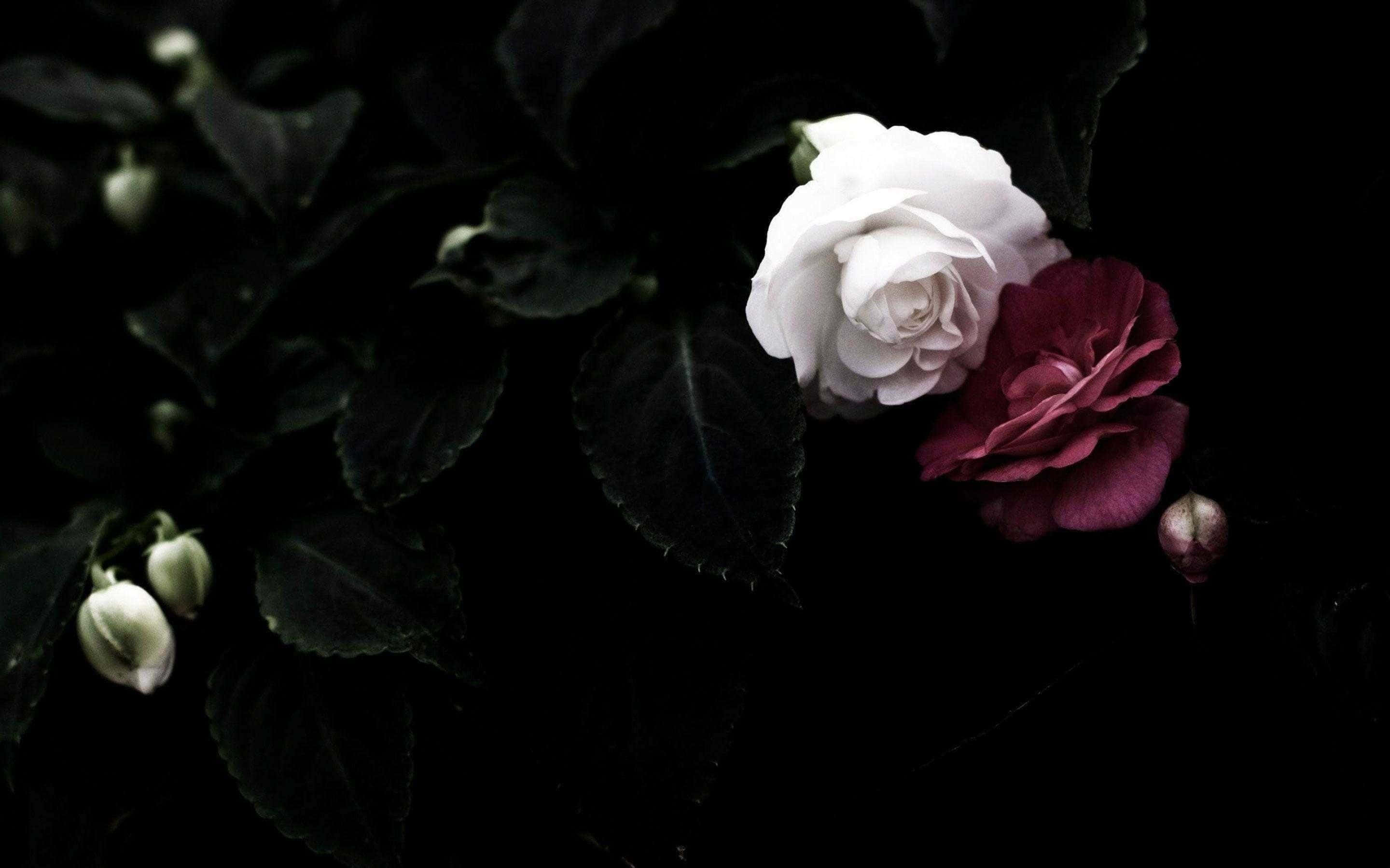 Rose Laptop, white, deep red, 2K Desktop Wallpaper