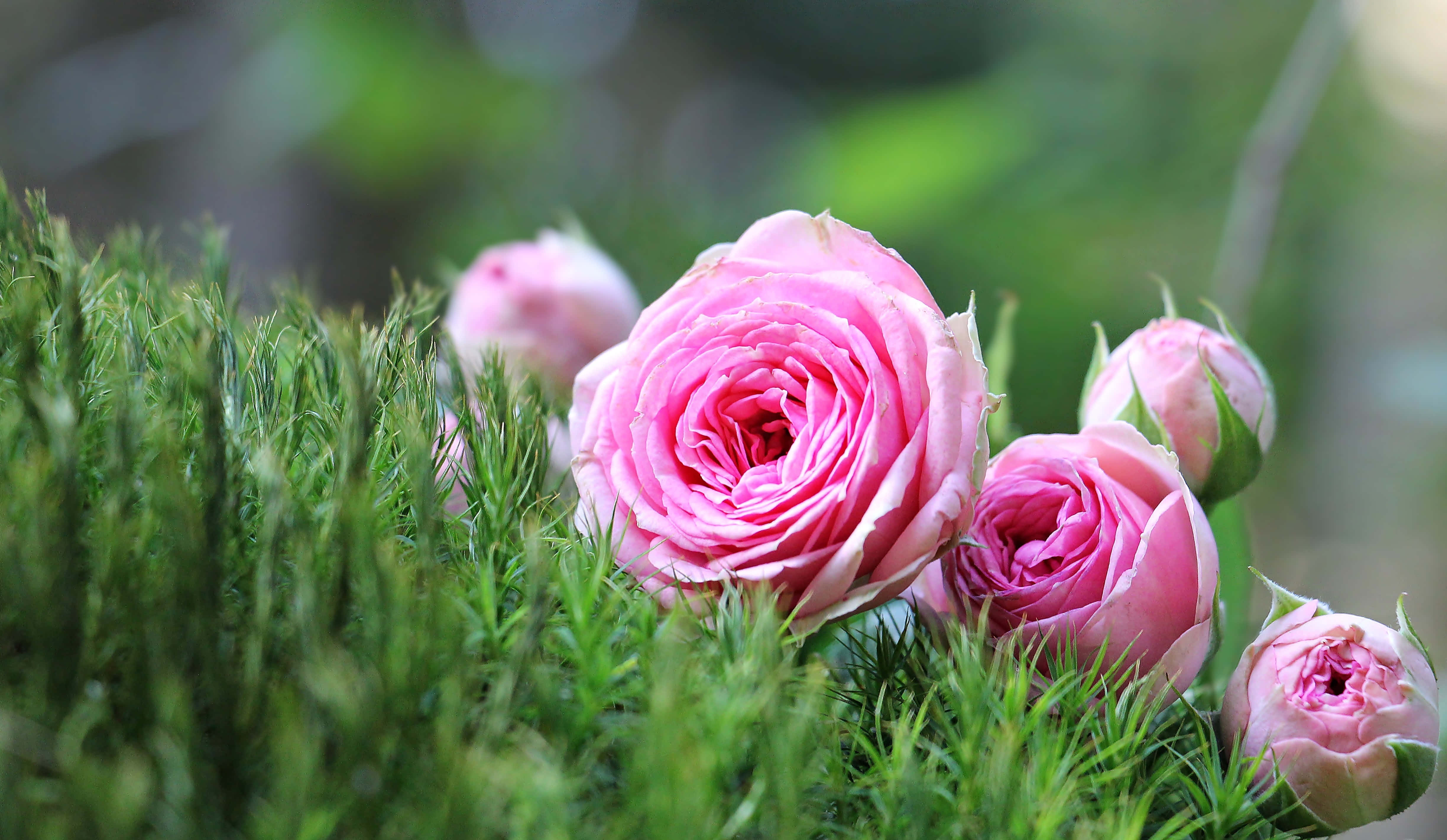 pink rose, green moss, soft sunlight, 4K Desktop Wallpaper