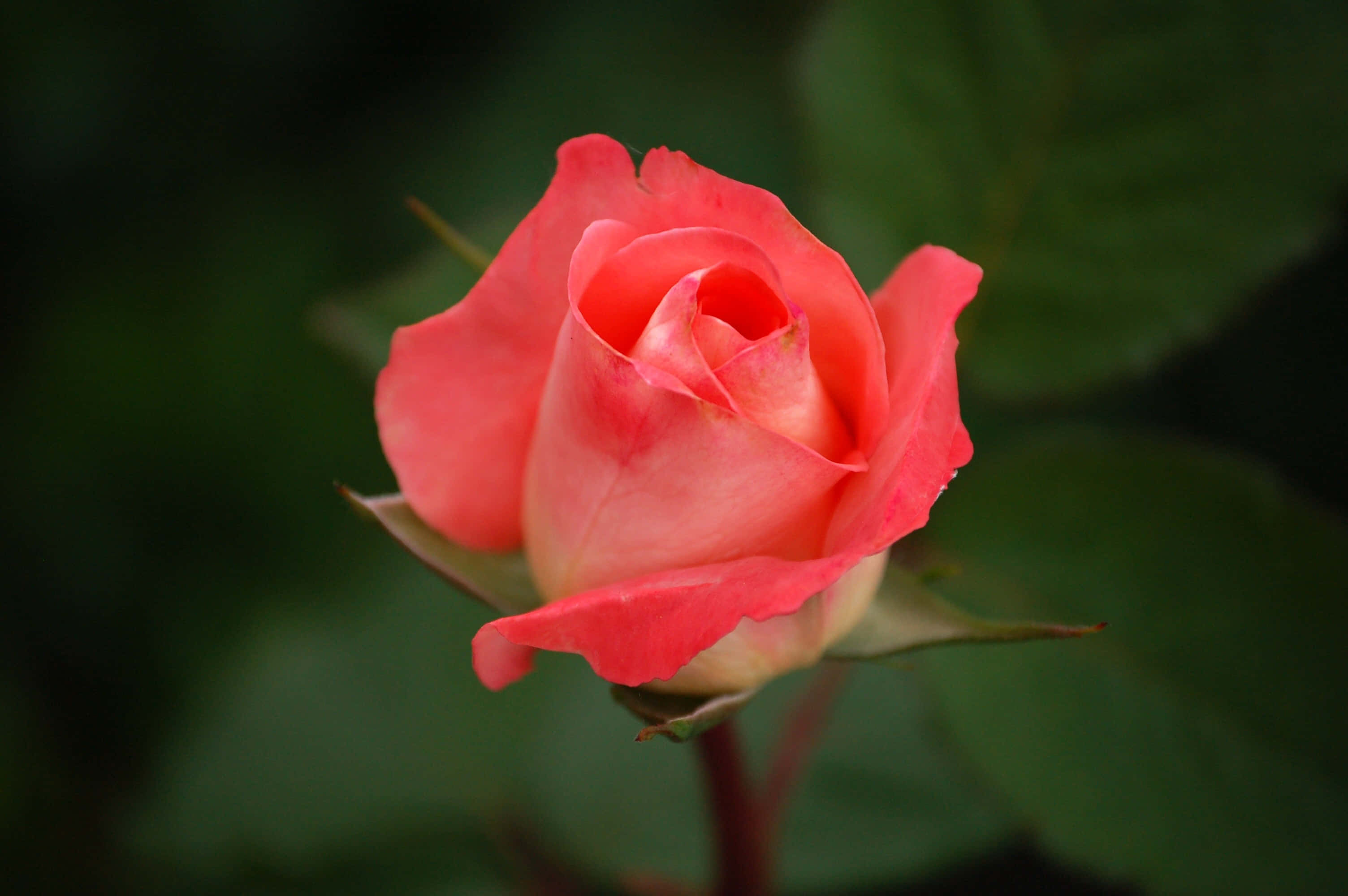 pink rose, coral rosebud, soft blurred green backdrop, 2K Desktop Wallpaper