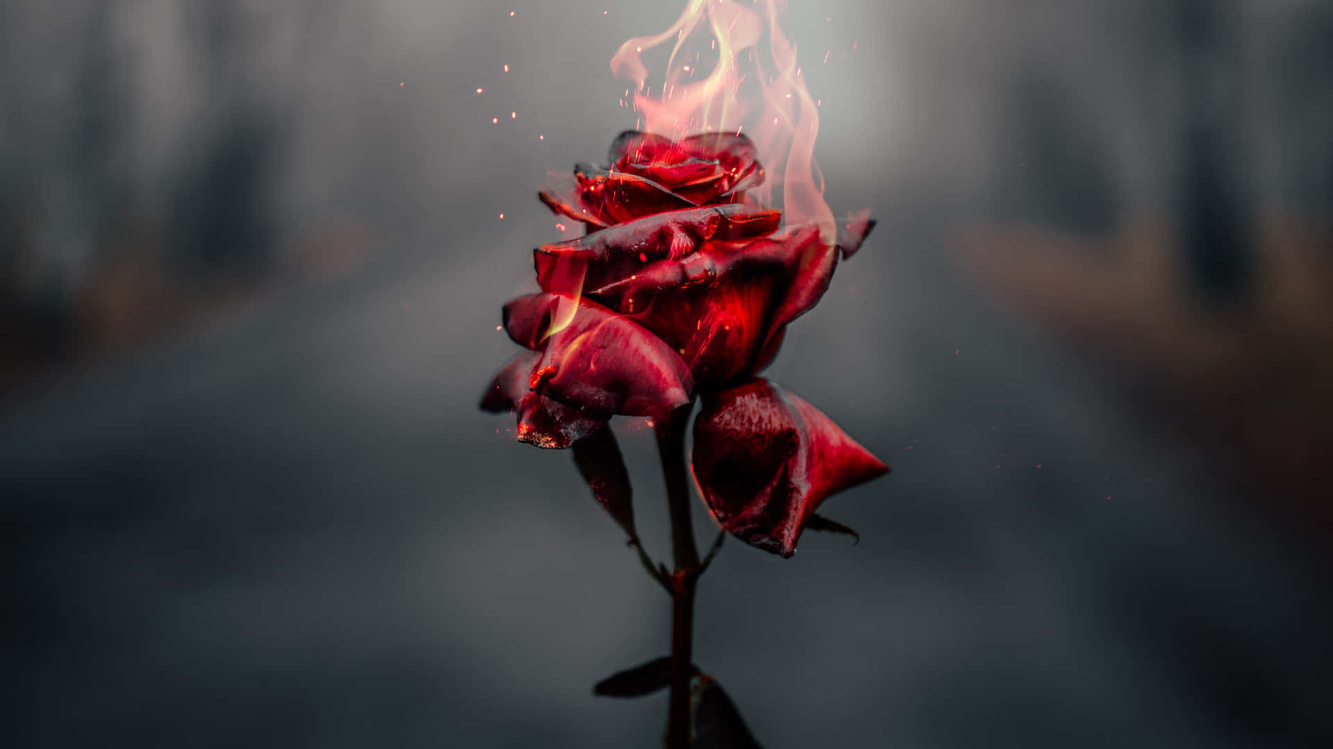 Rose Laptop, red rose, flickering flames, Full HD Desktop Wallpaper
