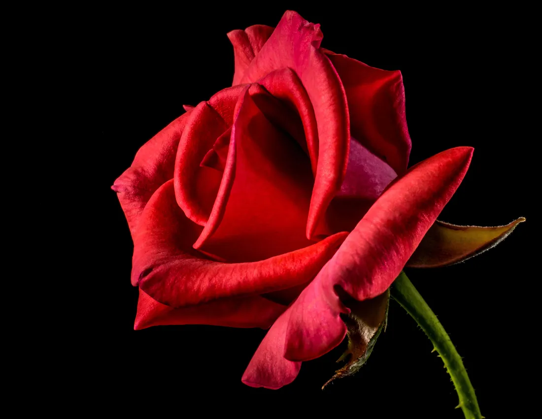Rose Mobile