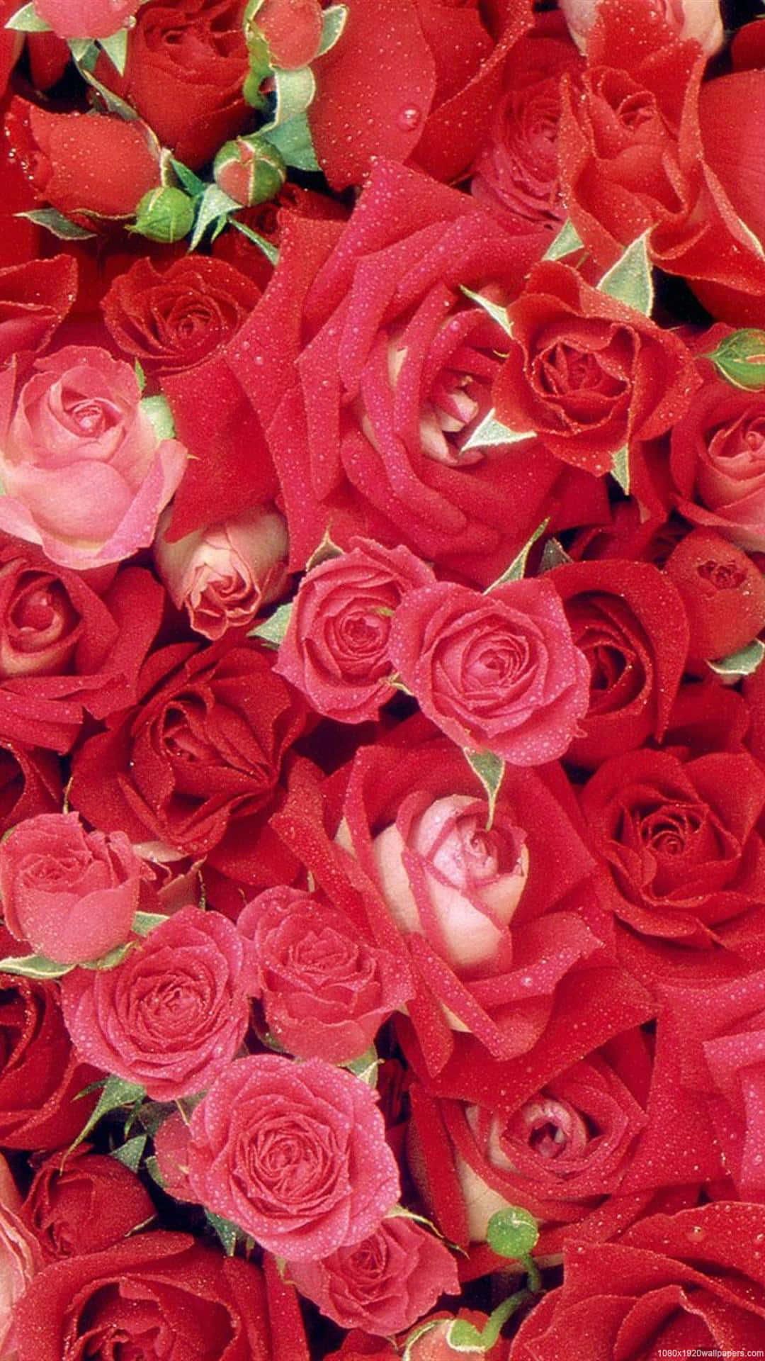 Rose Mobile, vibrant red roses, dewdrops, Full HD Phone Wallpaper