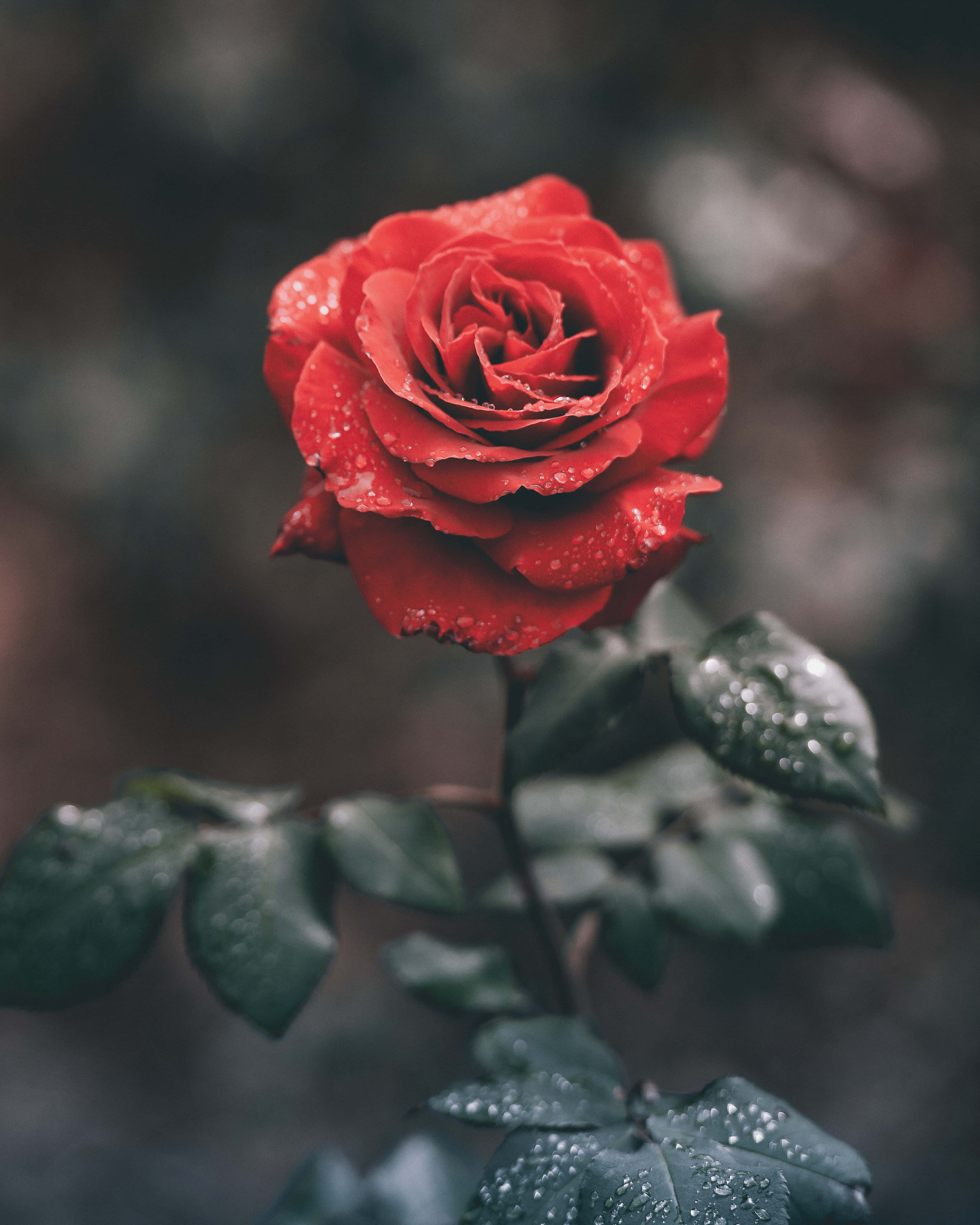 Rose Mobile, red rose, dewdrops, 5K Phone Wallpaper