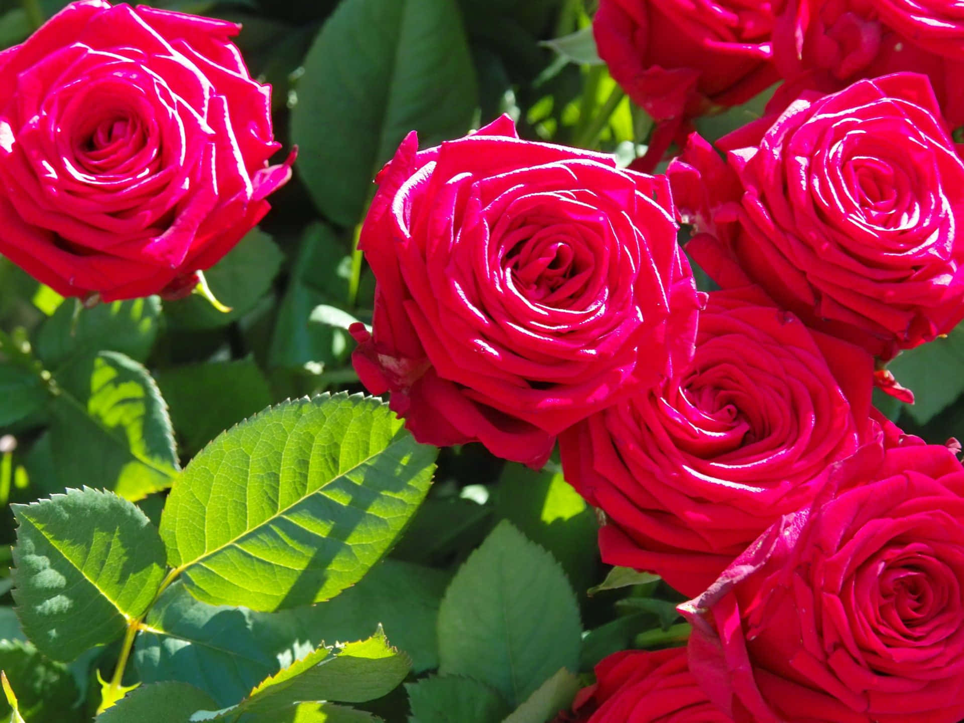 Rose Mobile, 1920 x 1440, vibrant red roses, Full HD Desktop Wallpaper