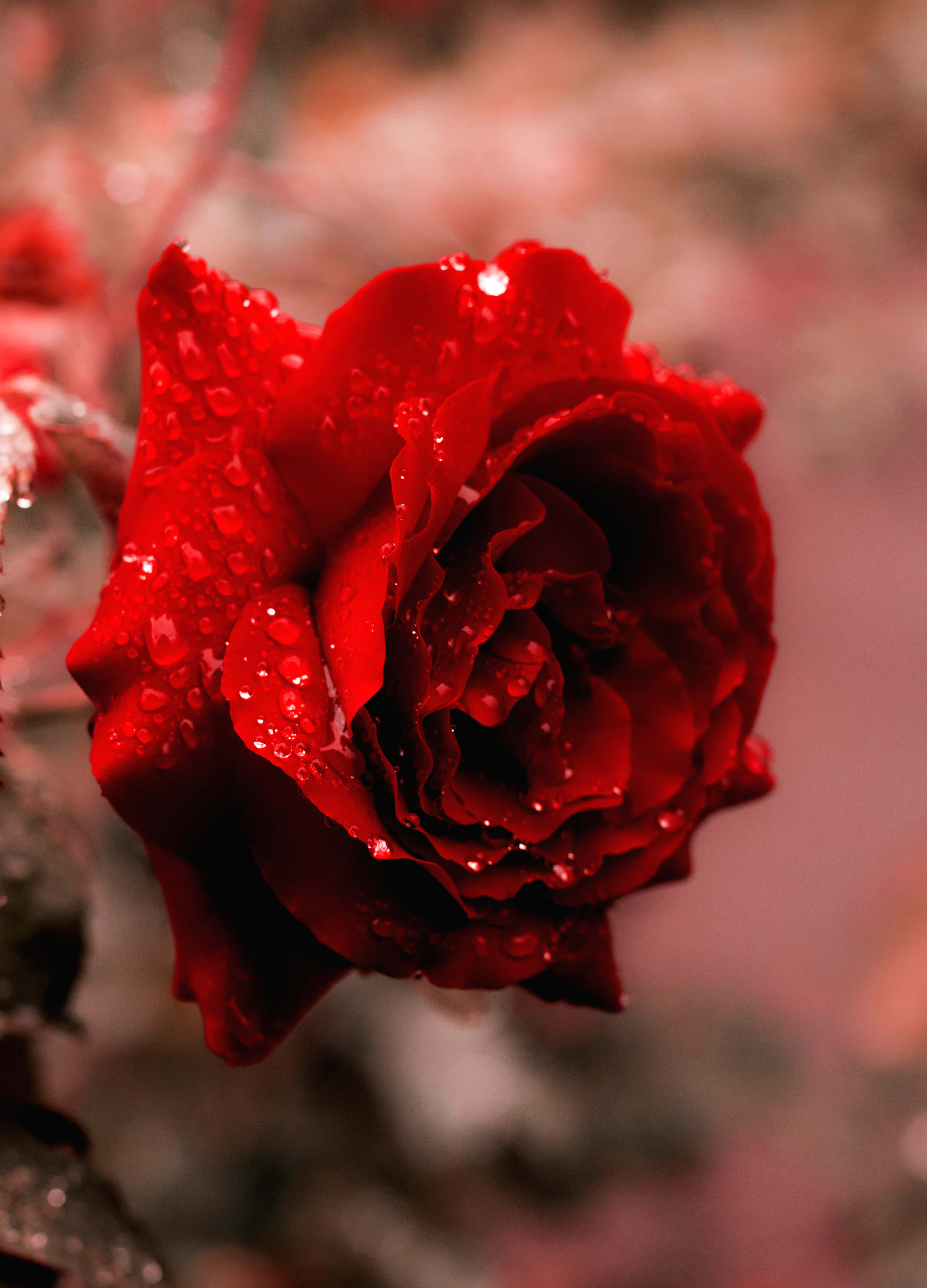 red rose, water droplets, pink and gray background, 5K Phone Wallpaper