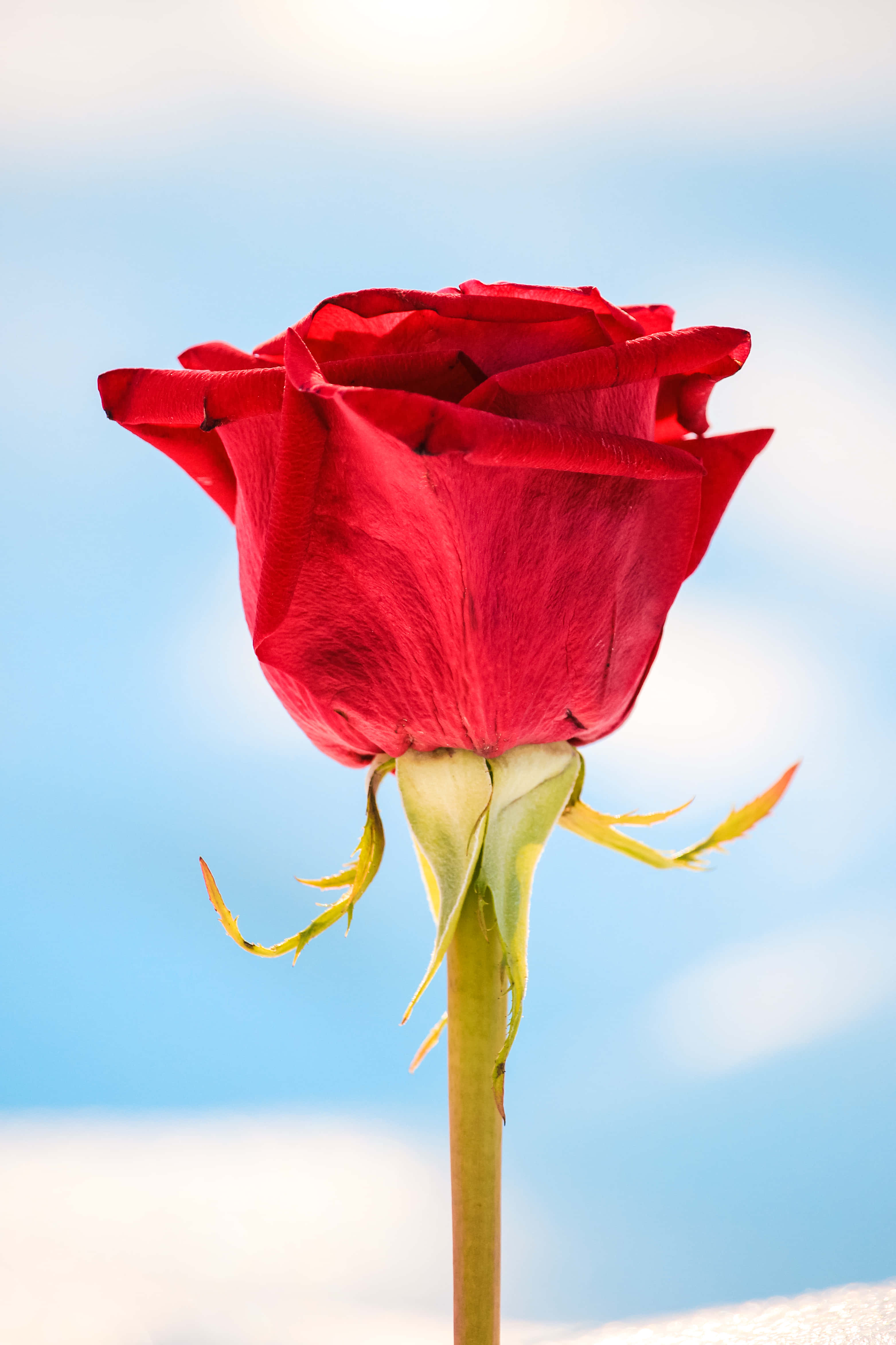 Rose Mobile, vibrant red rose, soft blue sky, 4K Phone Wallpaper