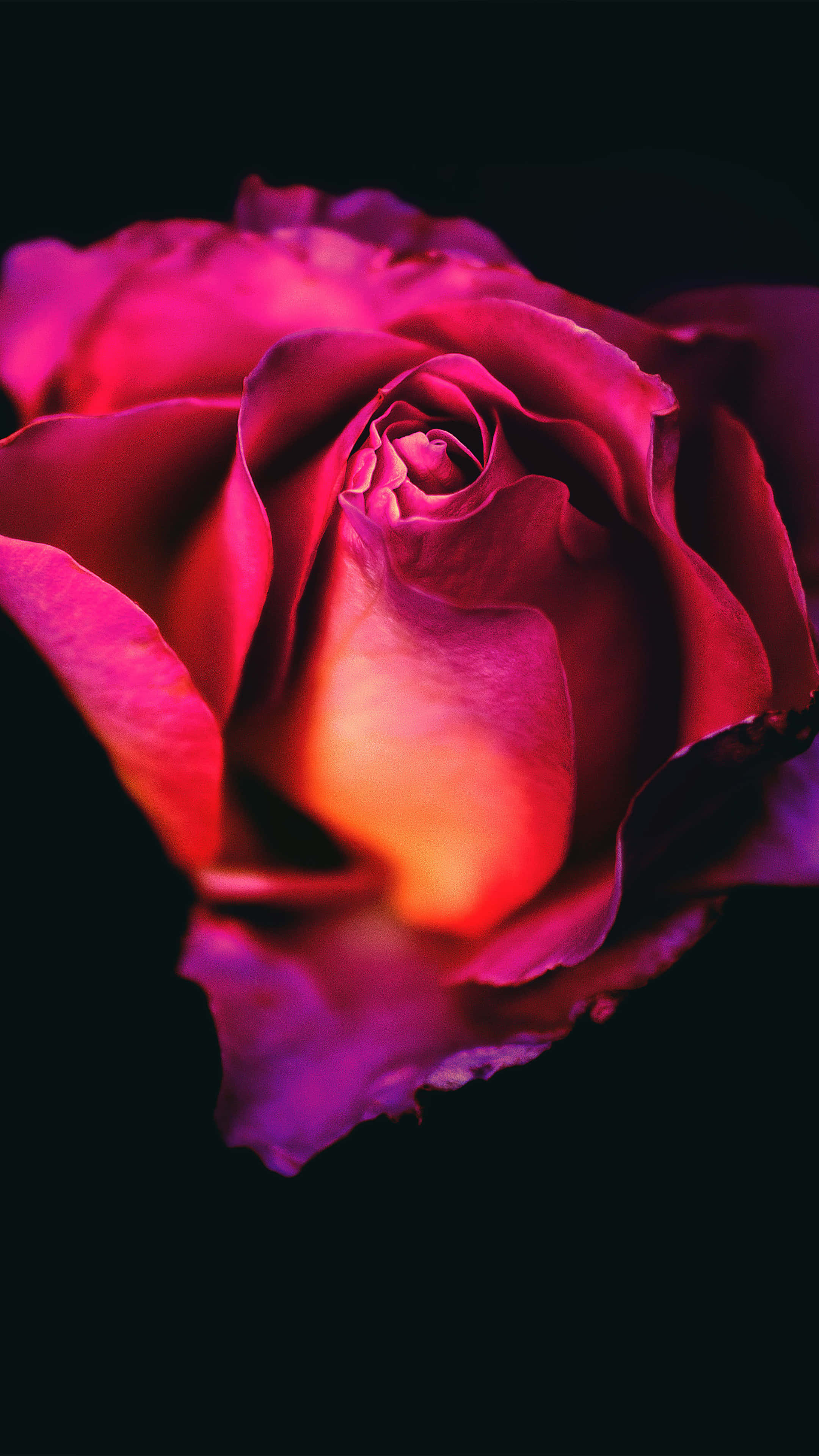 Rose Mobile, magenta, glowing orange, 4K Phone Wallpaper