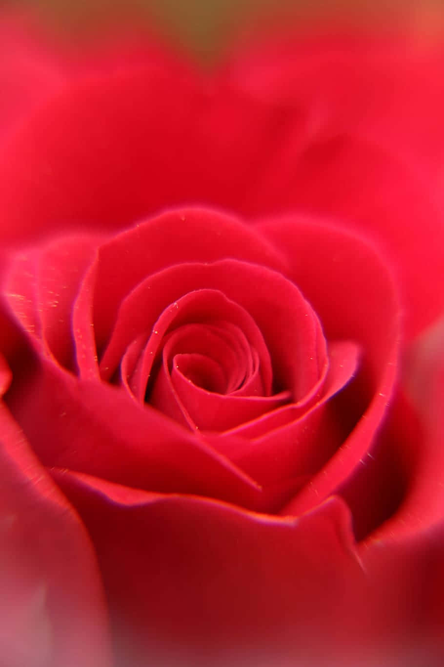 red rose, vibrant red, delicate petals, HD Phone Wallpaper