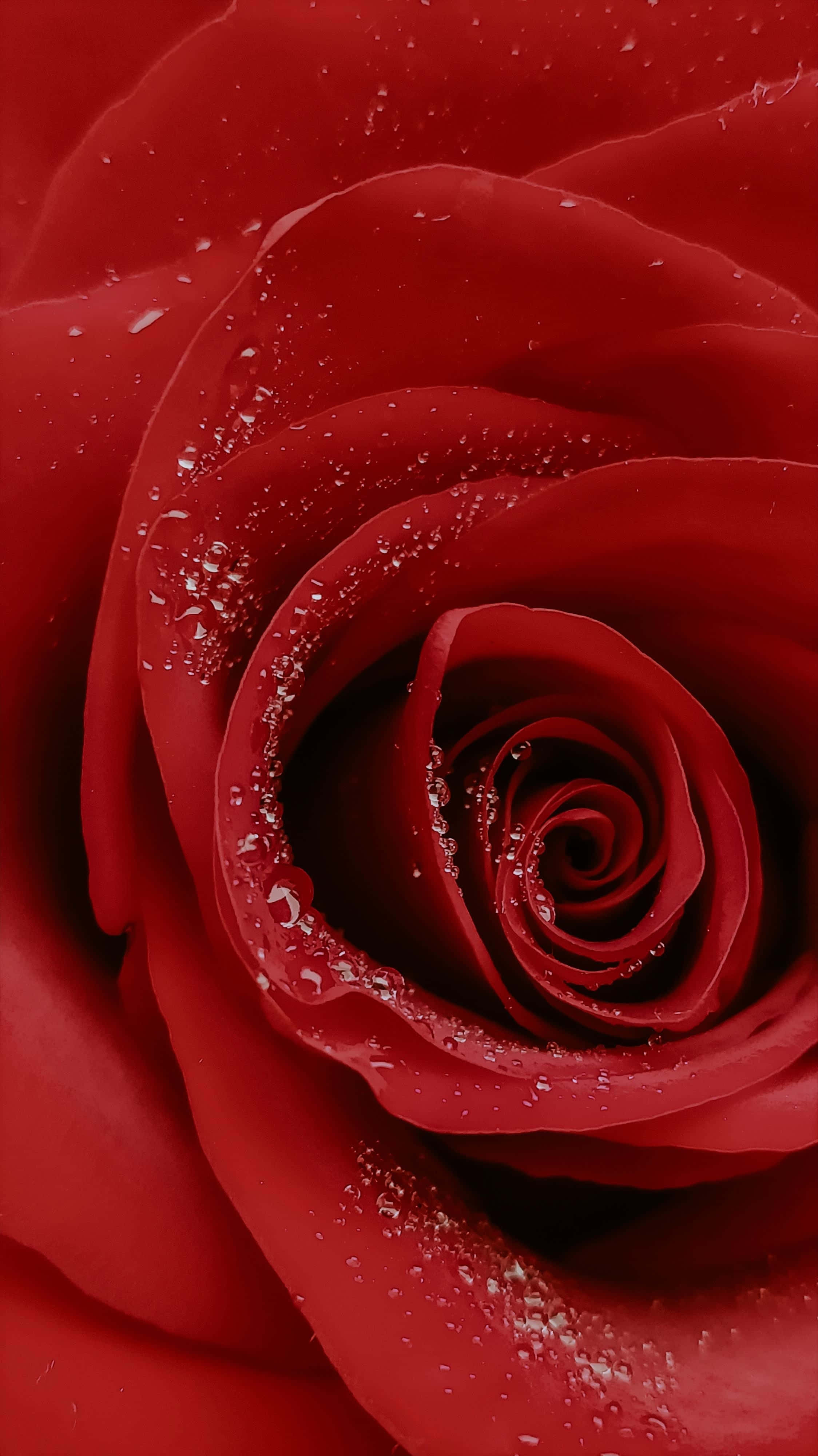 Rose Mobile, deep red, velvety petals, 4K Phone Wallpaper