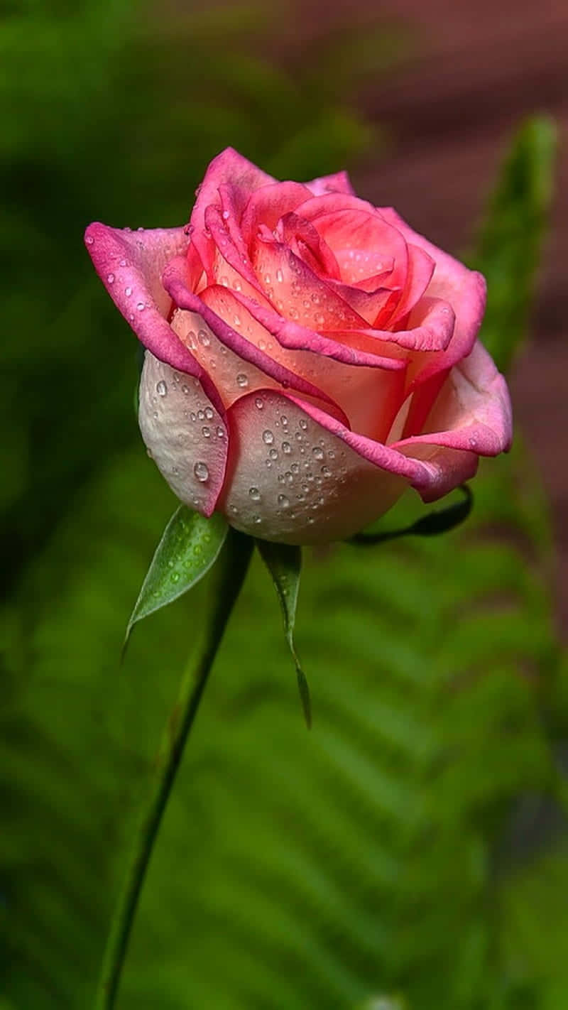 Pink Rose Mobile, pink rosebud, dewdrops, HD Phone Wallpaper