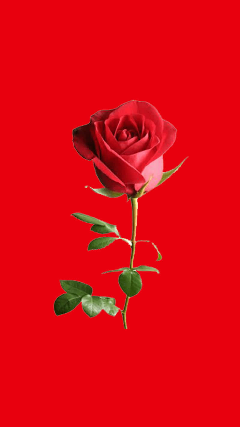 Rose Mobile, deep red rose, green leaves, HD Phone Wallpaper