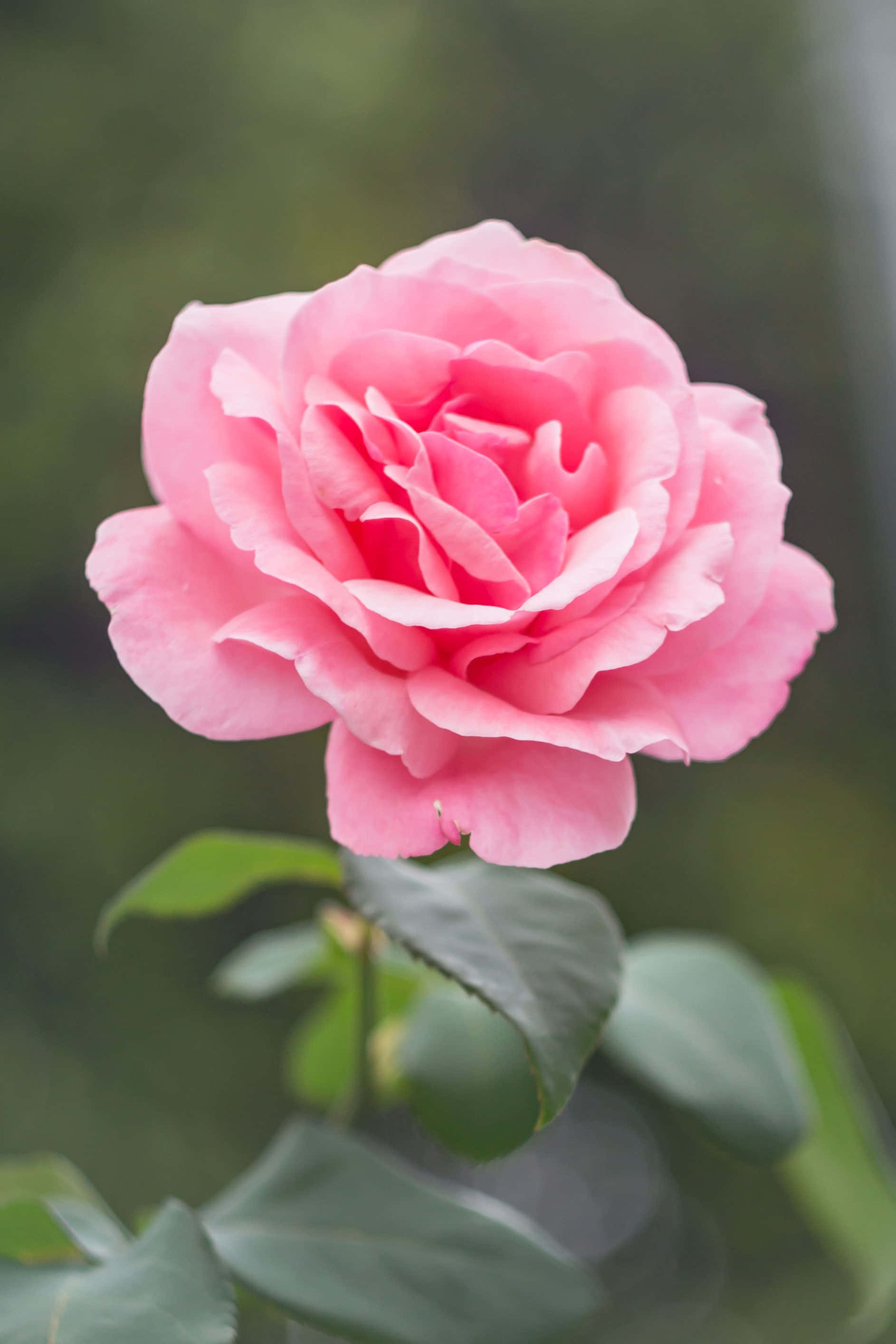 Rose Mobile, pink rose, green garden, 2K Phone Wallpaper